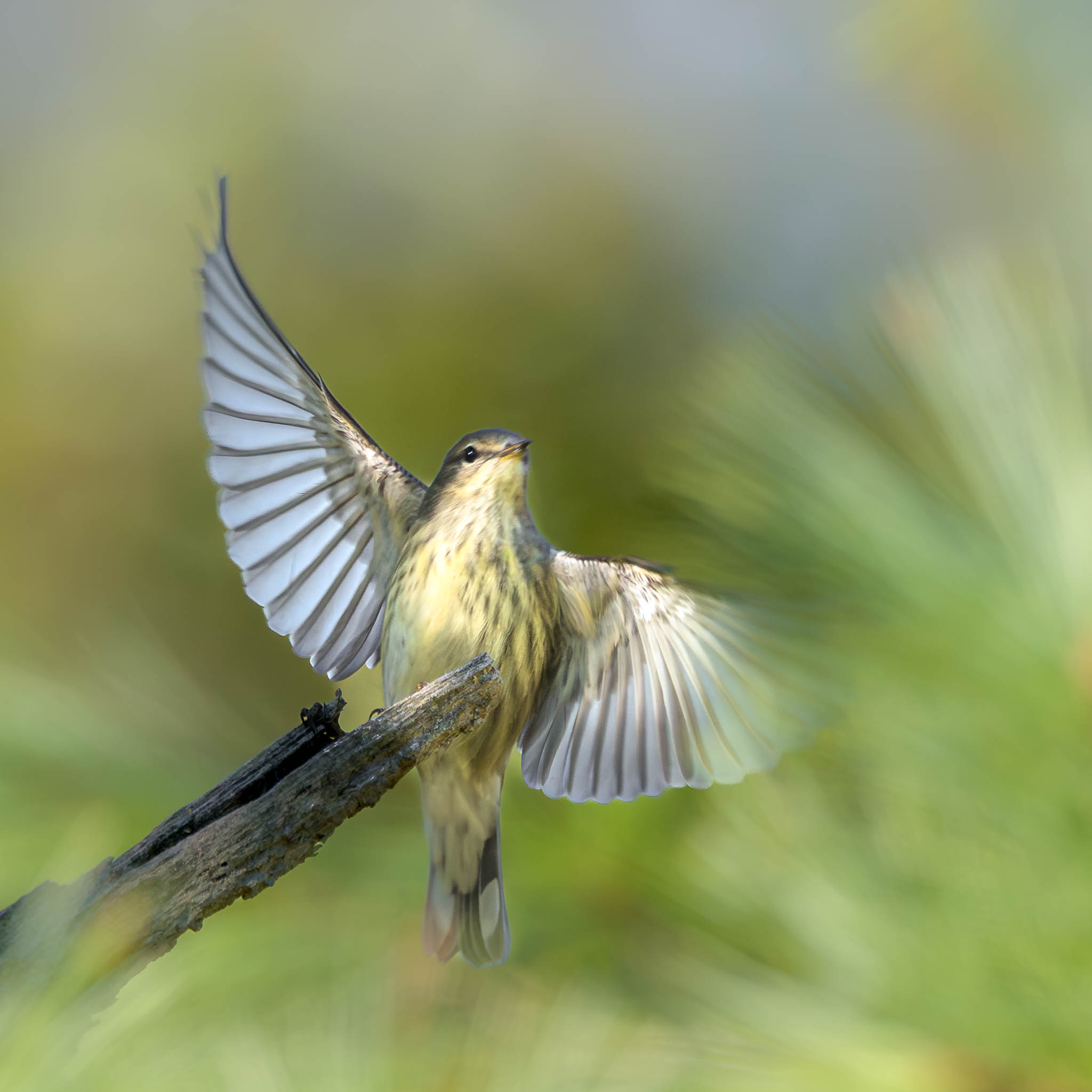 Cape May Warbler