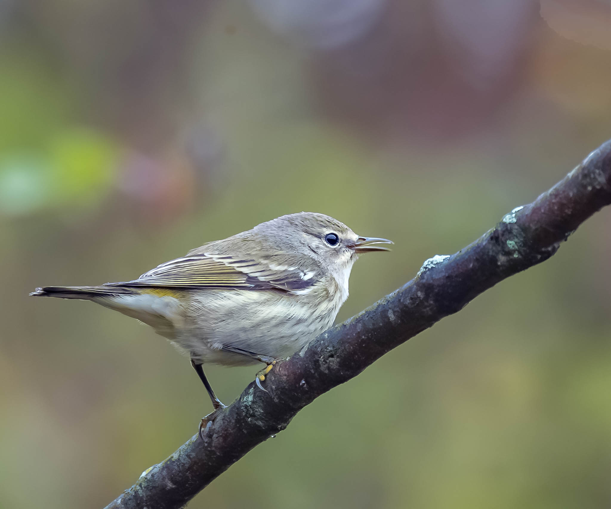 Cape May Warbler