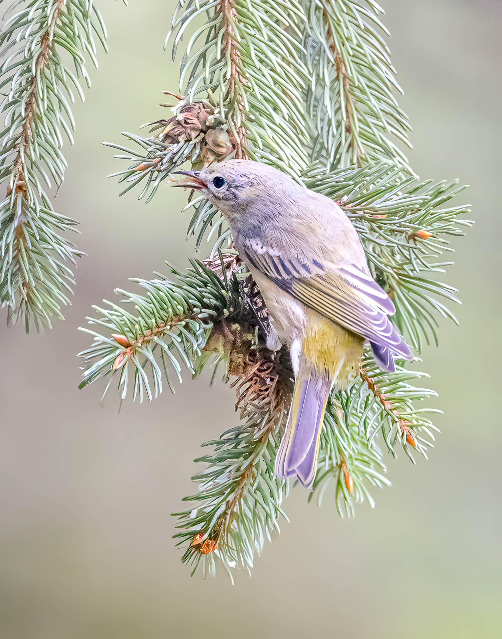 Cape May Warbler