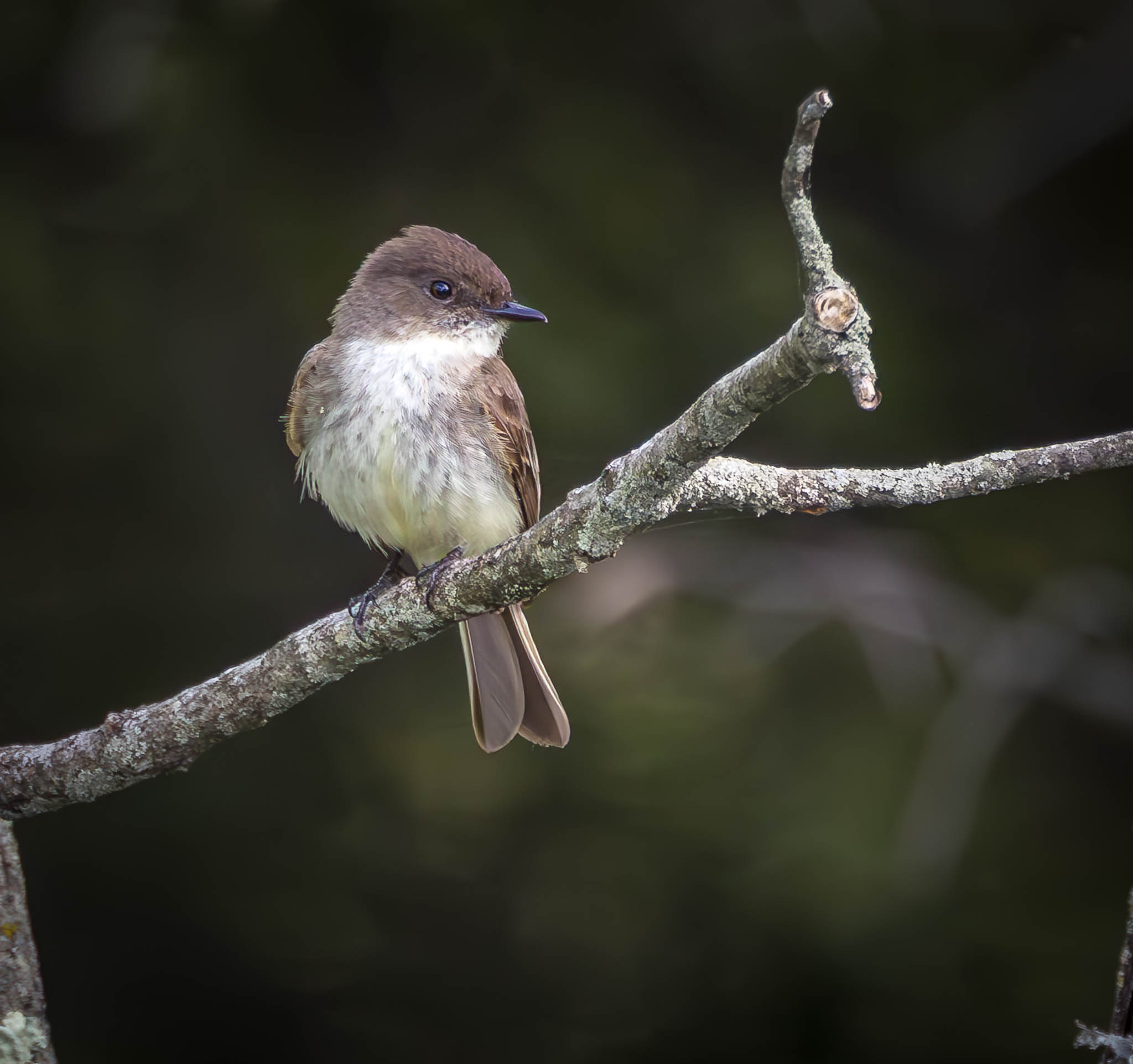 Eastern Phoebe