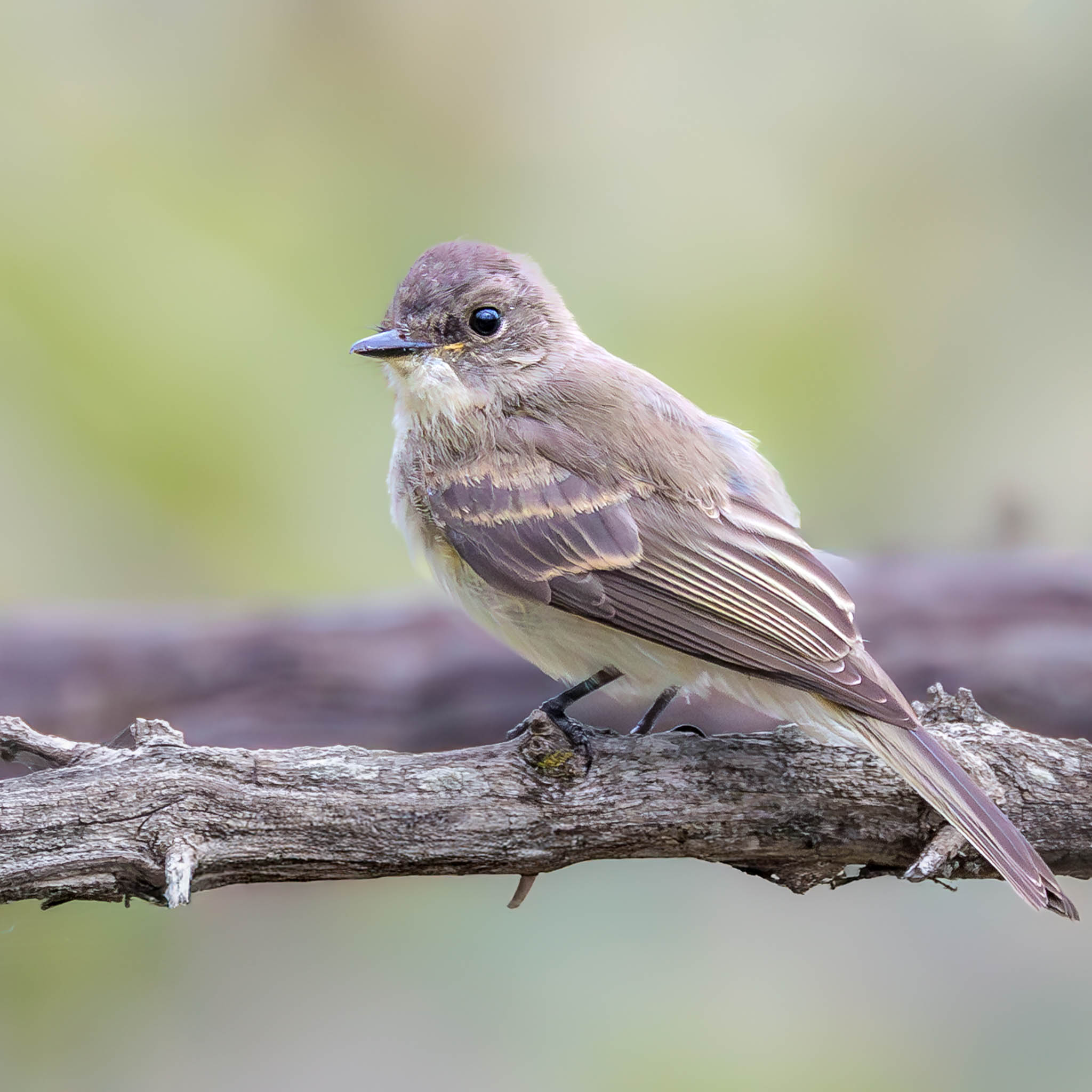 Eastern Phoebe