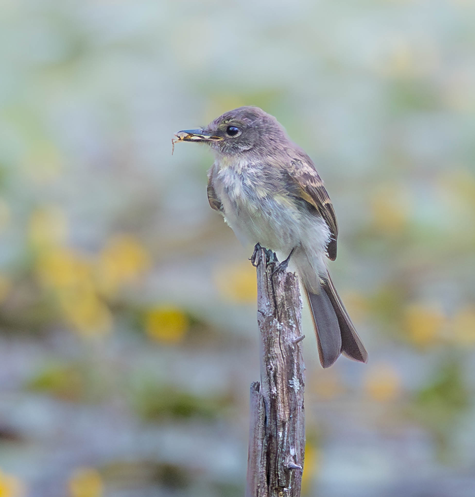 Eastern Phoebe