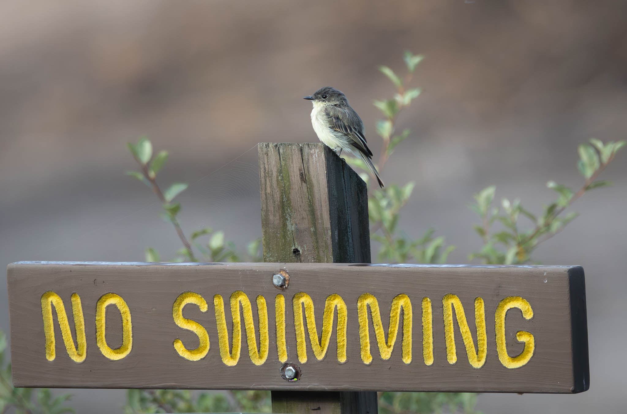 Eastern Phoebe