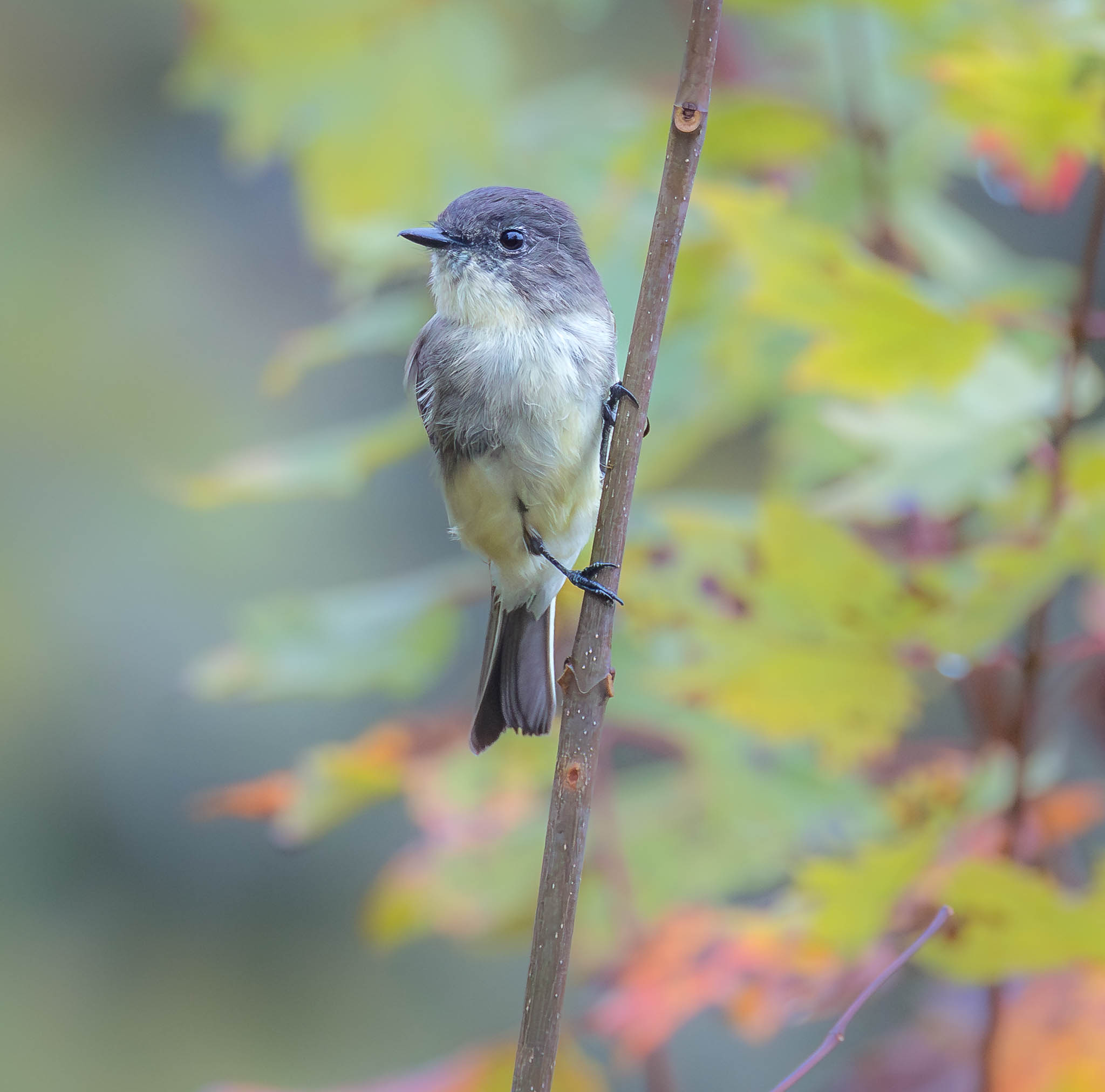 Eastern Phoebe