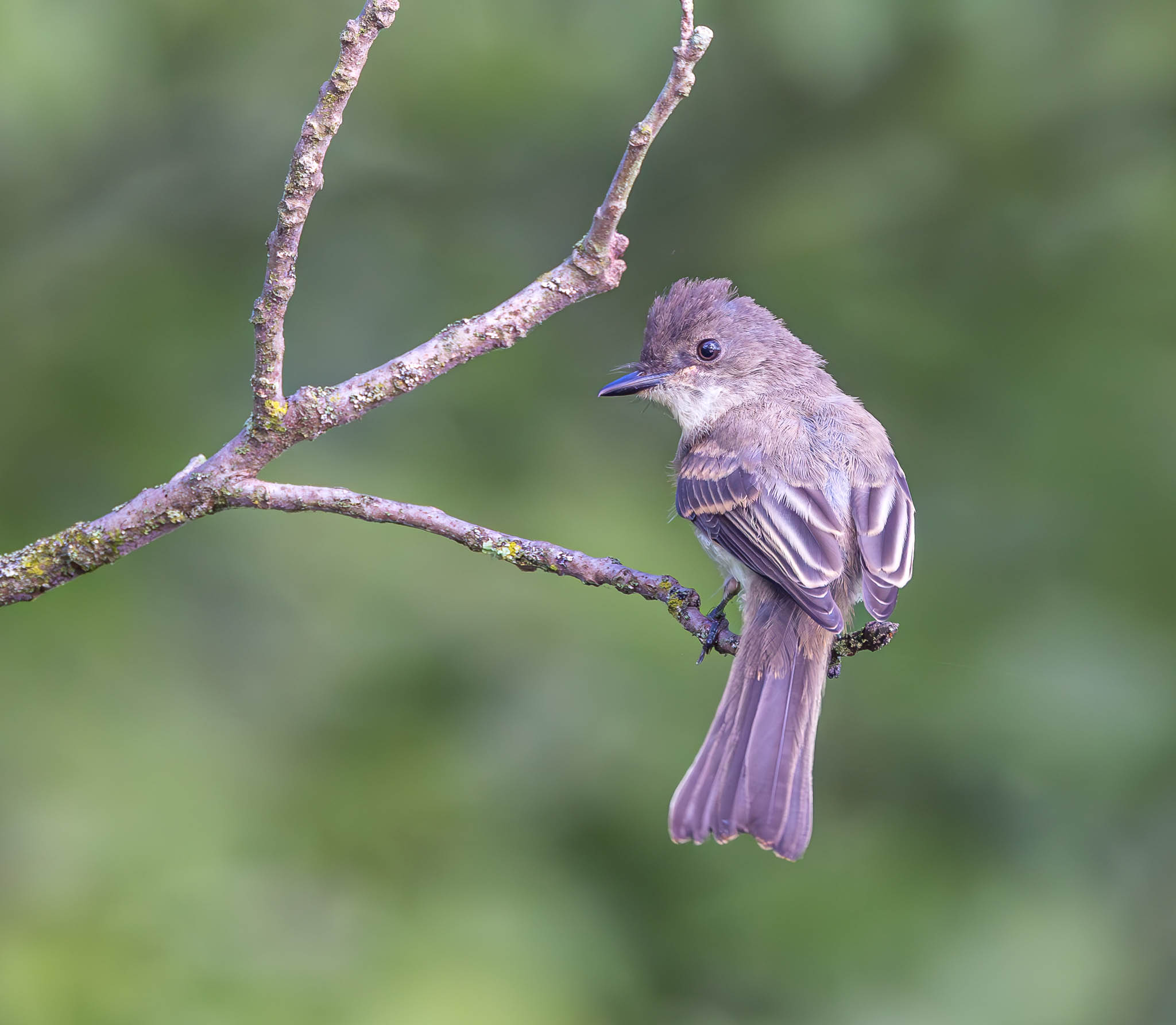 Eastern Phoebe