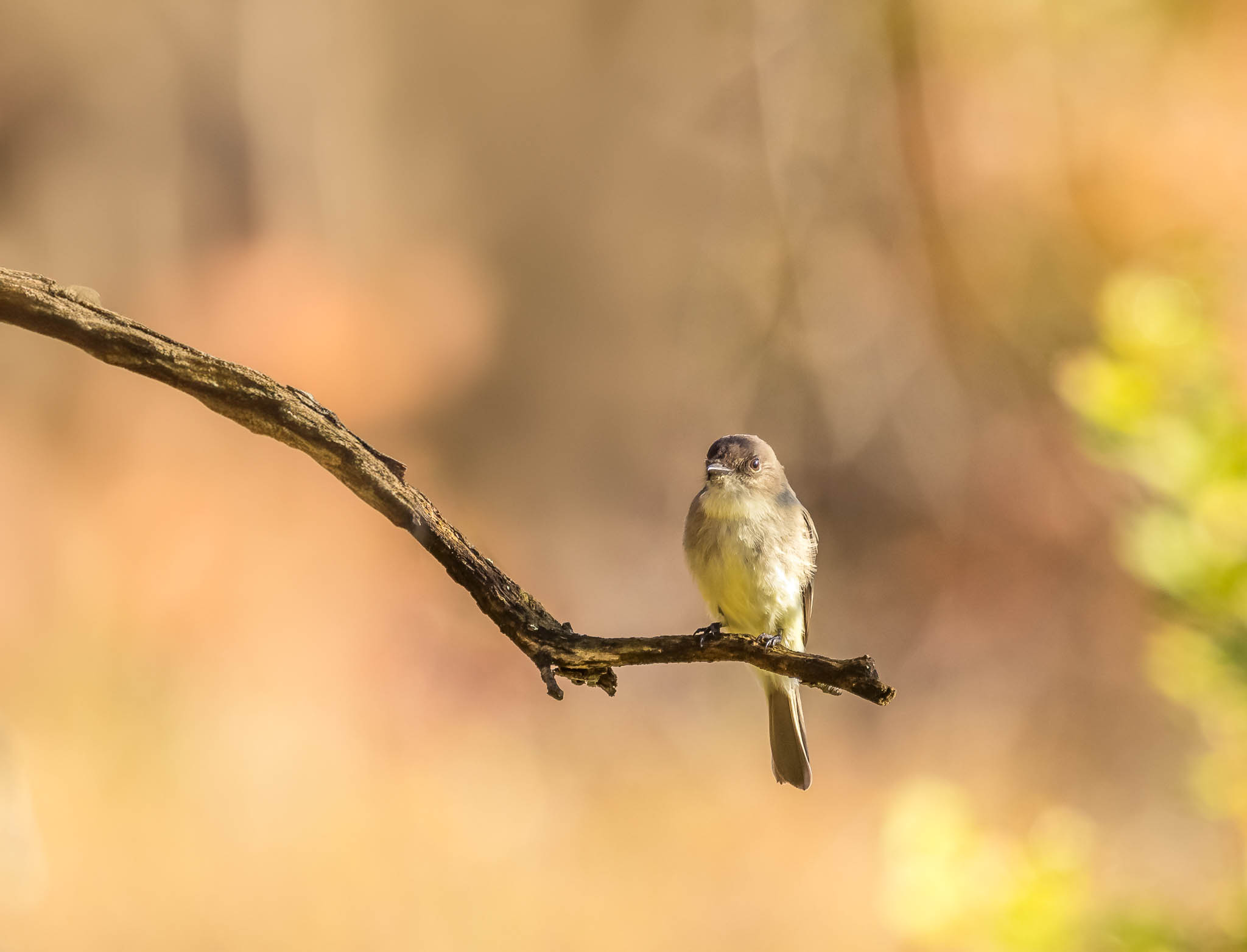 Eastern Phoebe