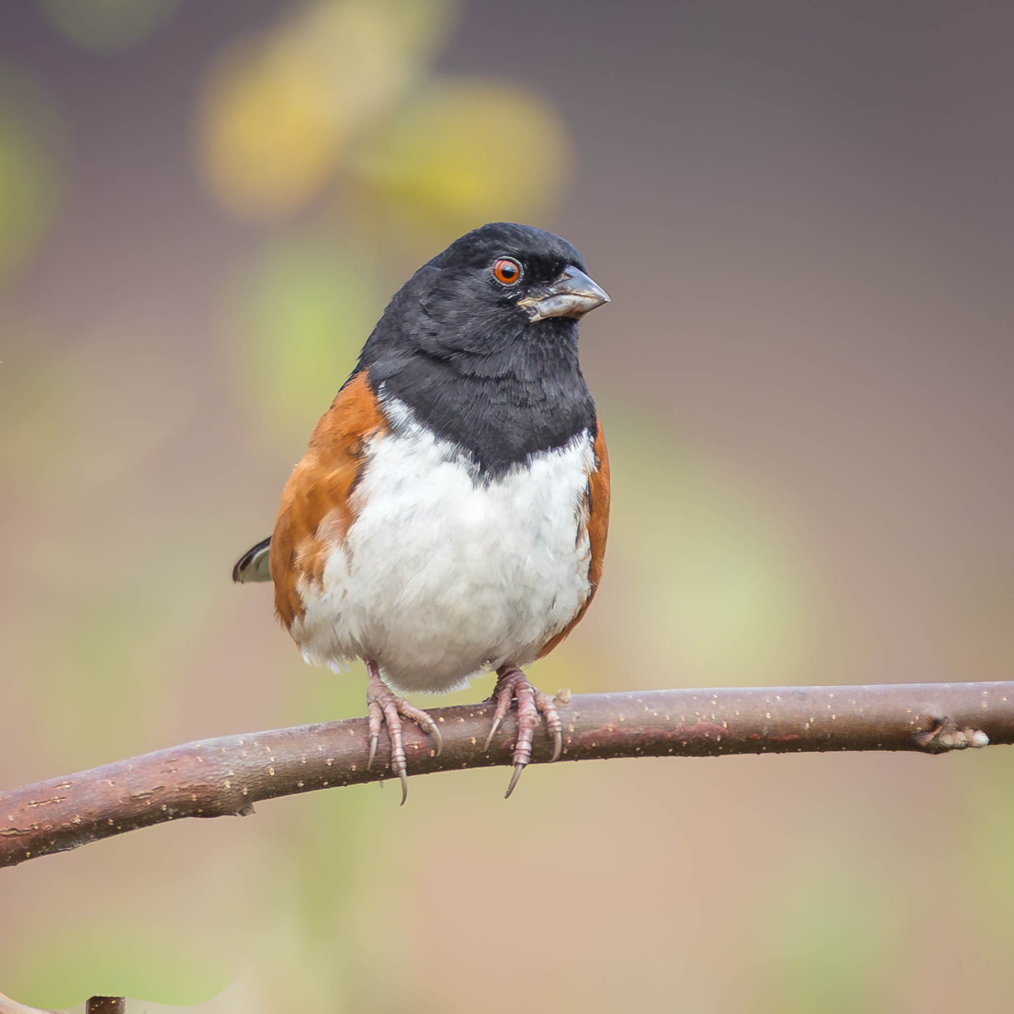 Eastern Towhee