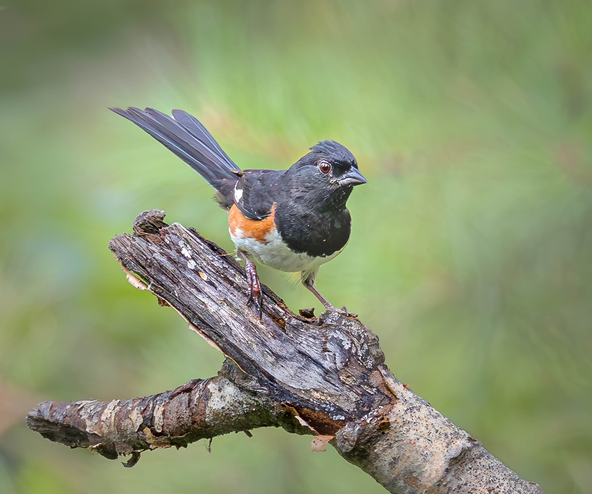 Eastern Towhee