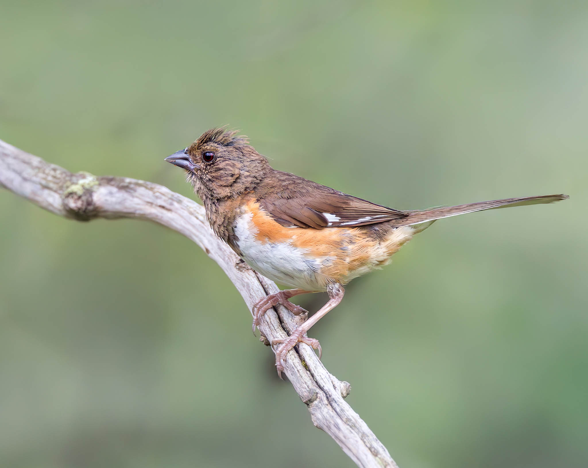 Eastern Towhee