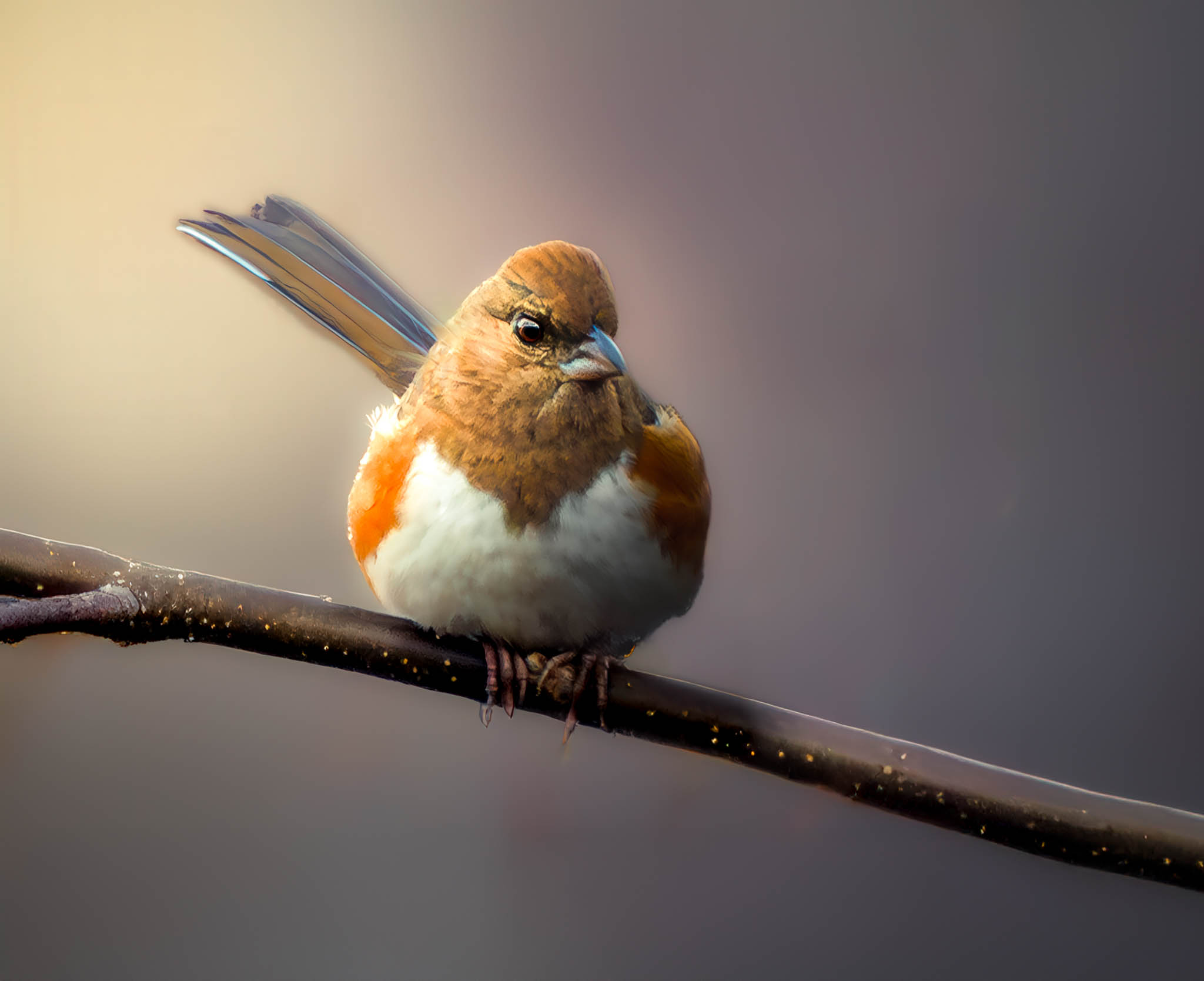Eastern Towhee