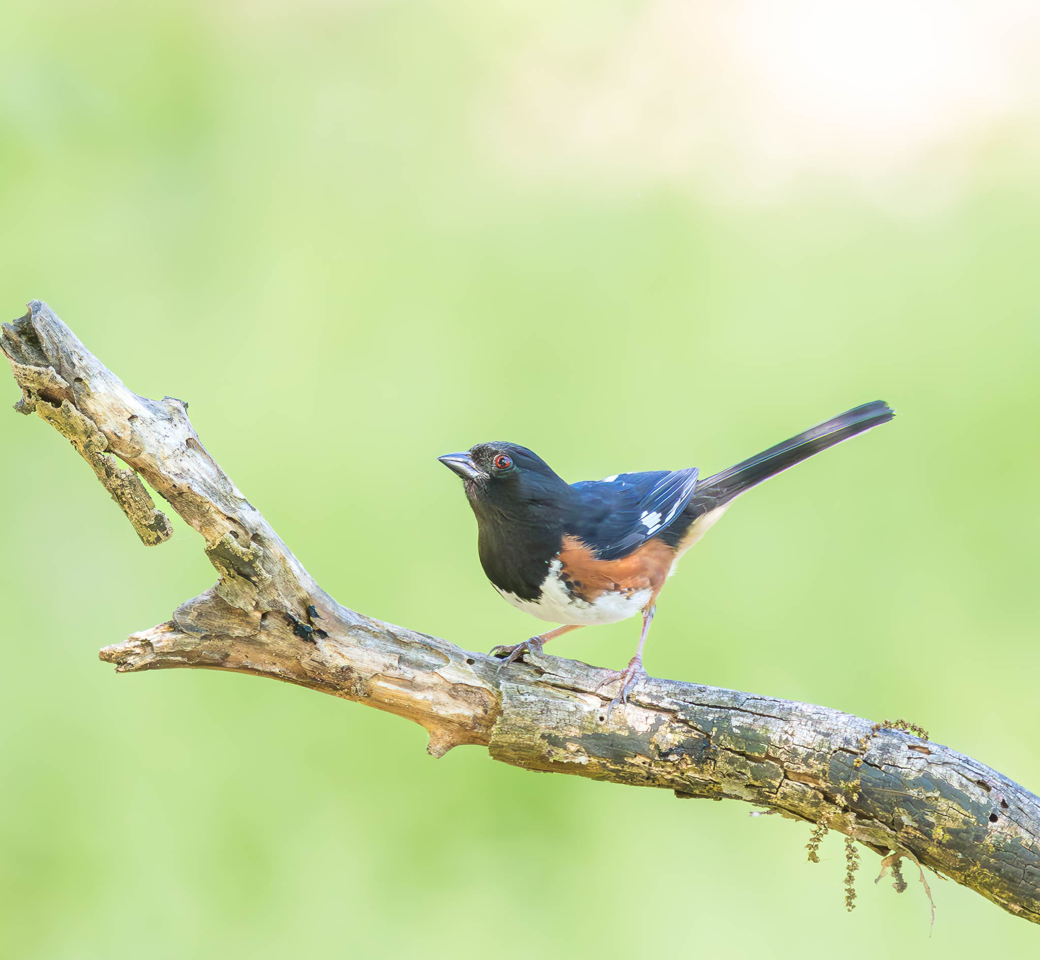 Eastern Towhee