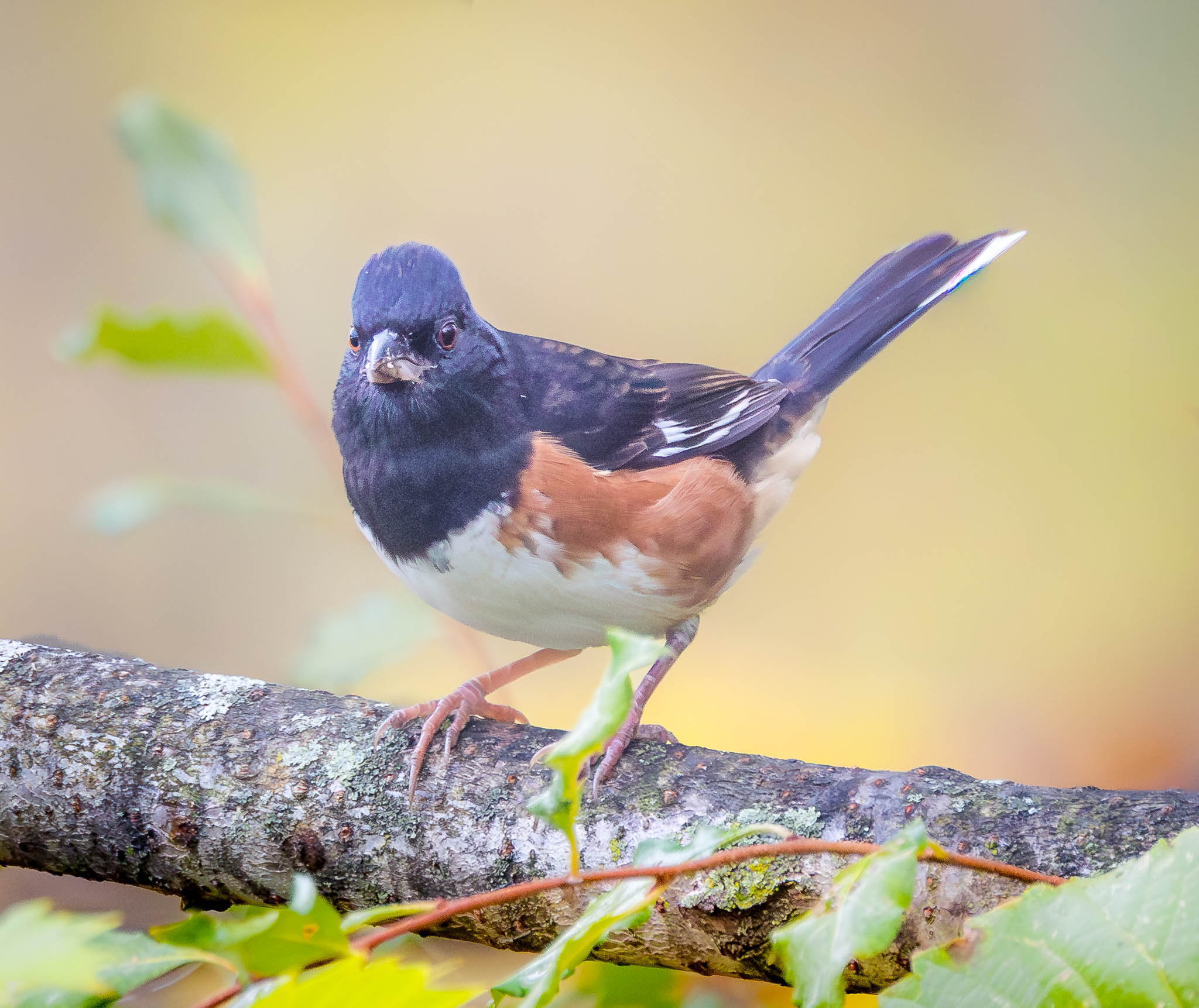Eastern Towhee