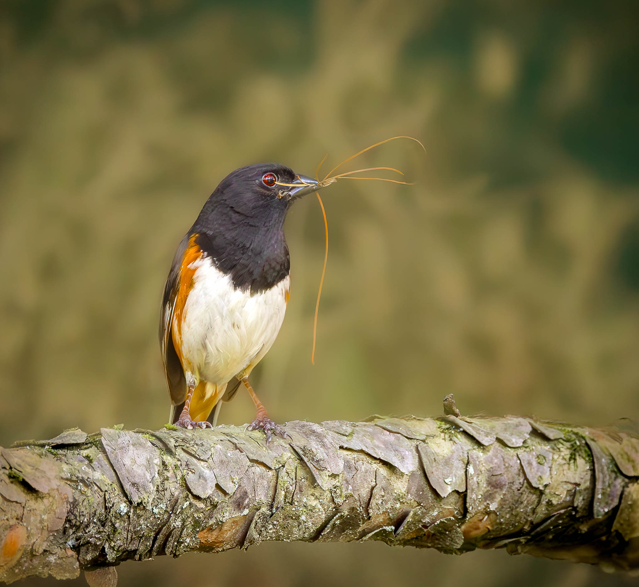 Eastern Towhee