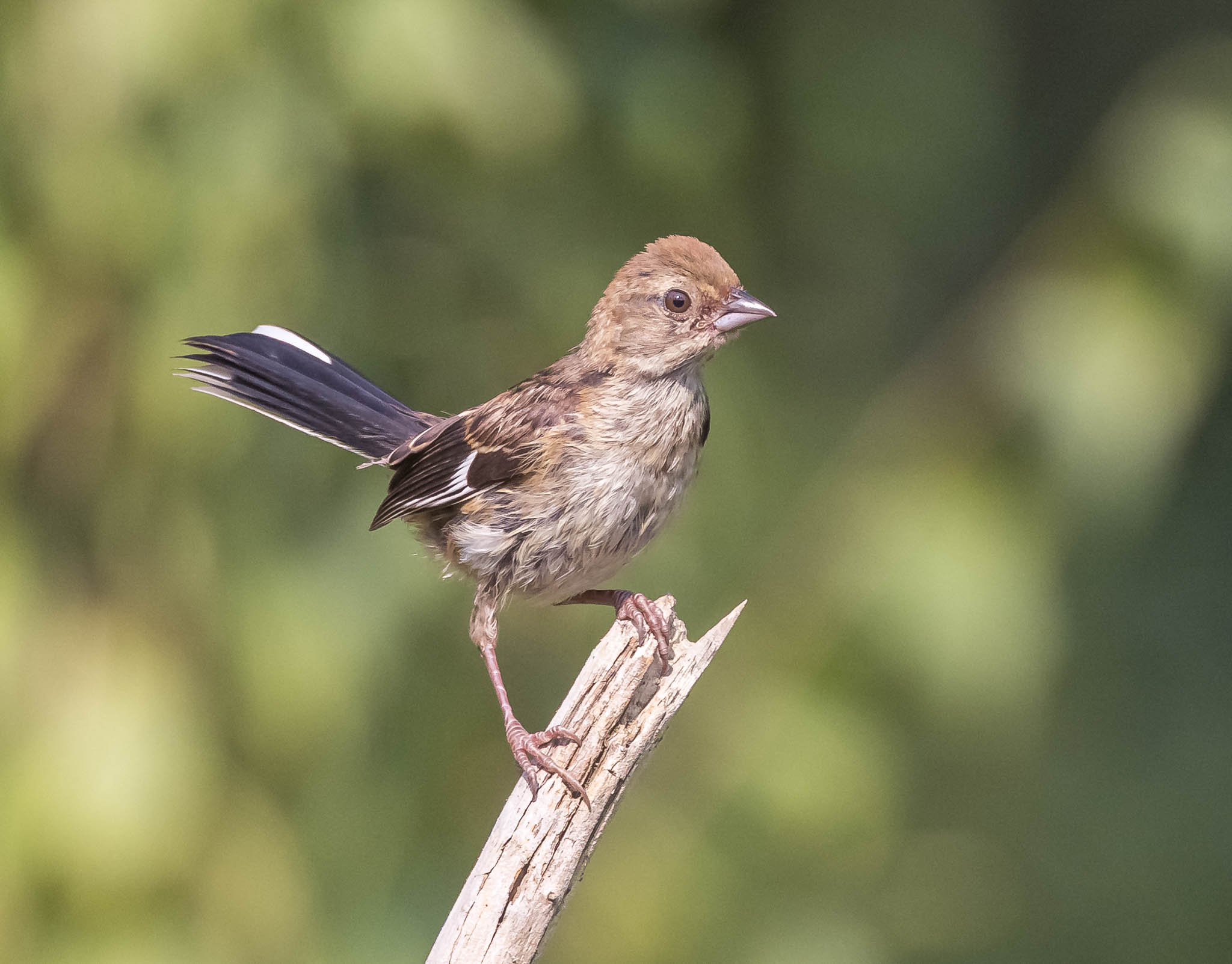 Eastern Towhee