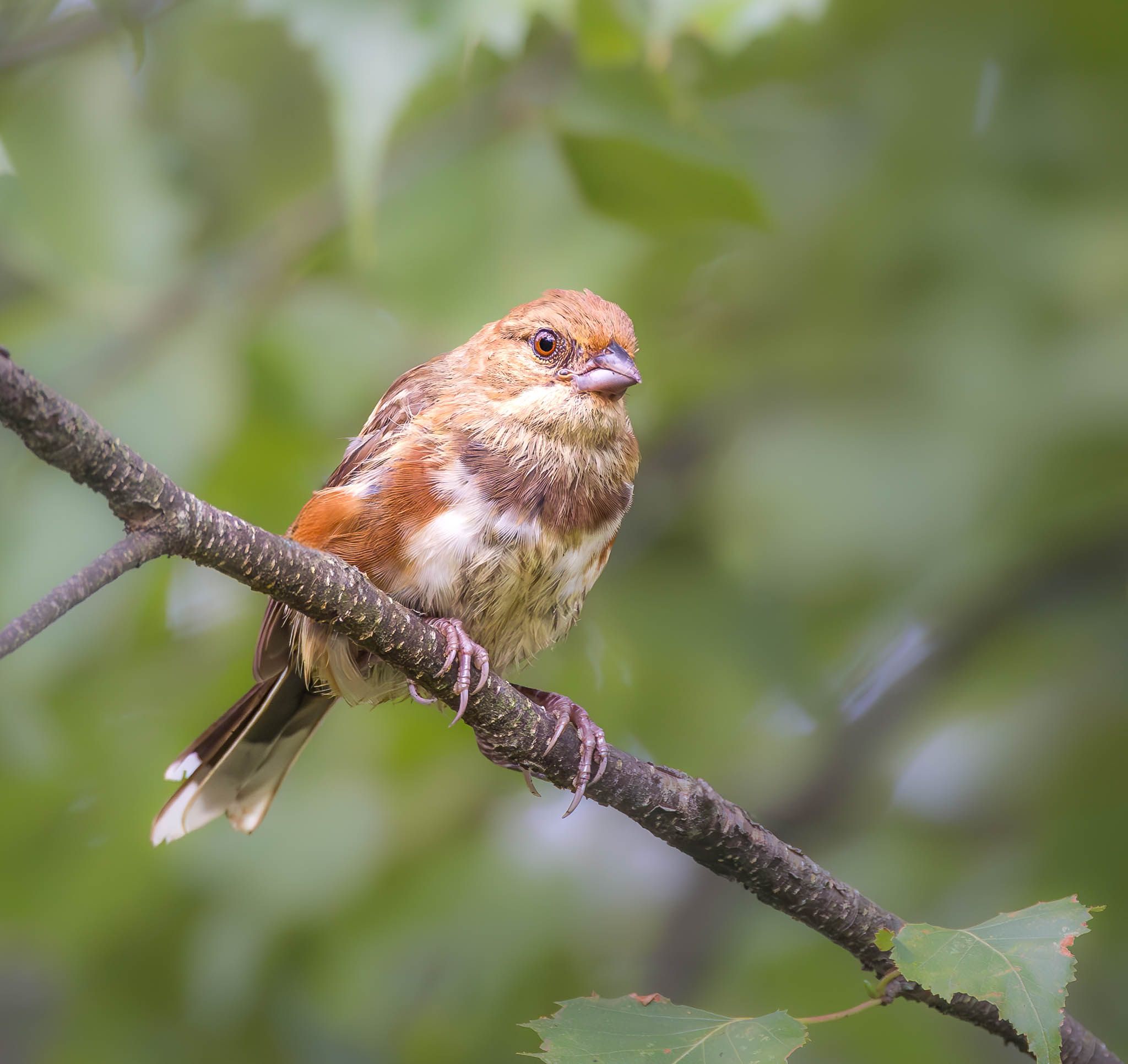 Eastern Towhee