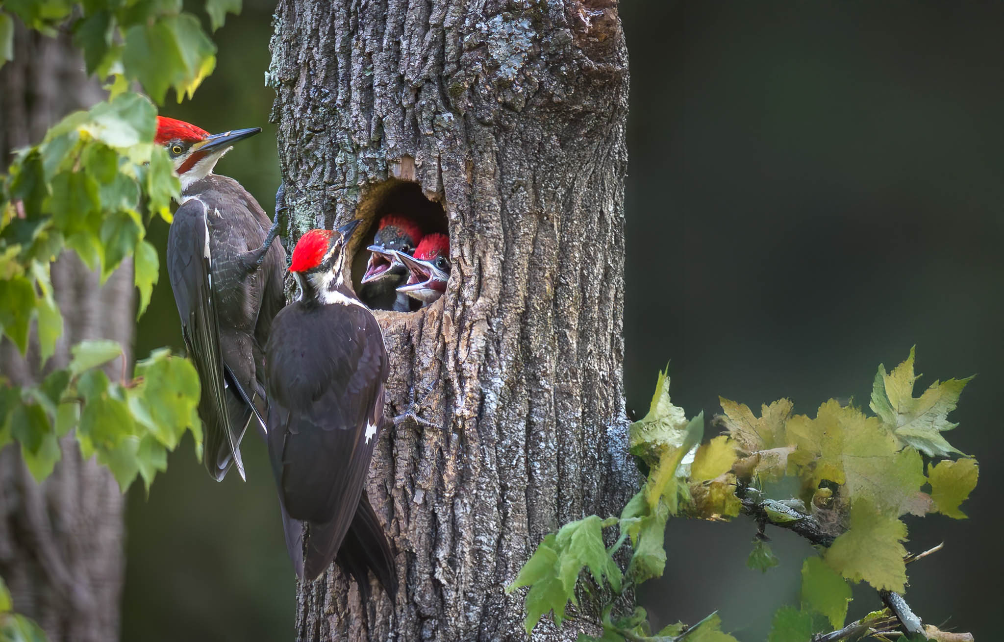 Pileated Woodpecker
