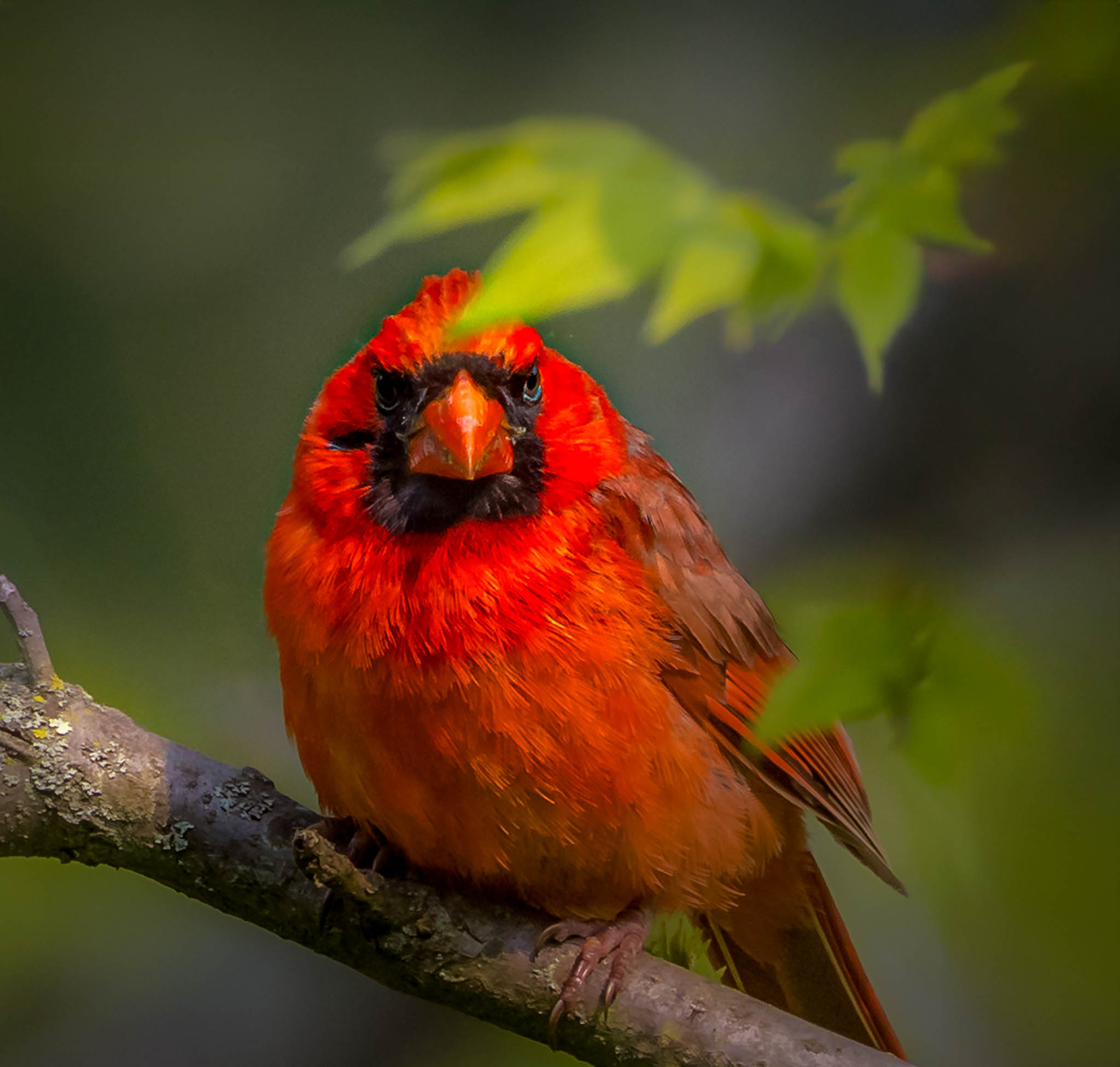 Northern Cardinal