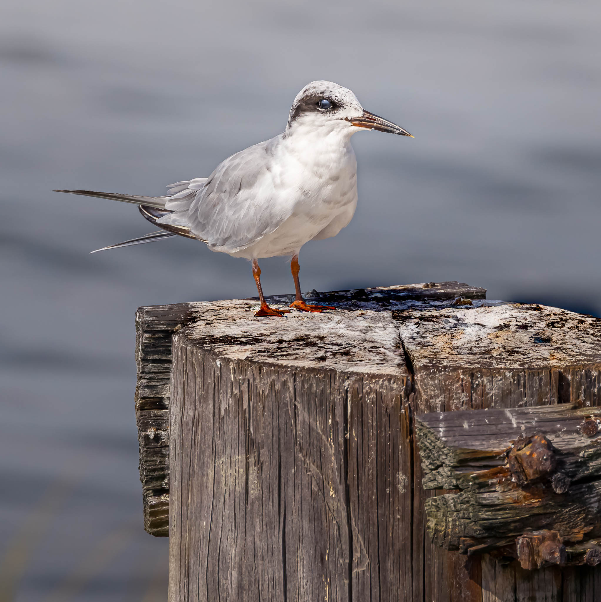 Forster's Tern