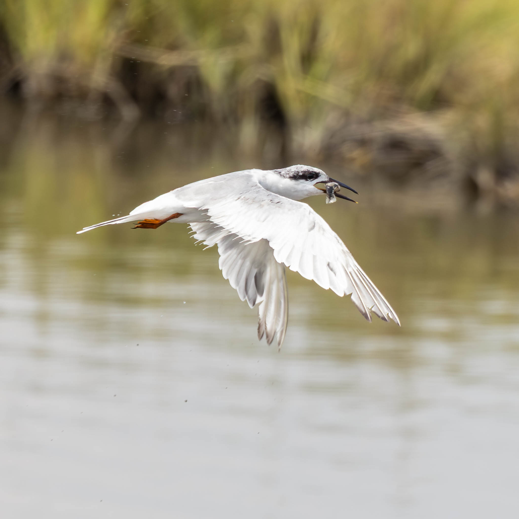 Forster's Tern