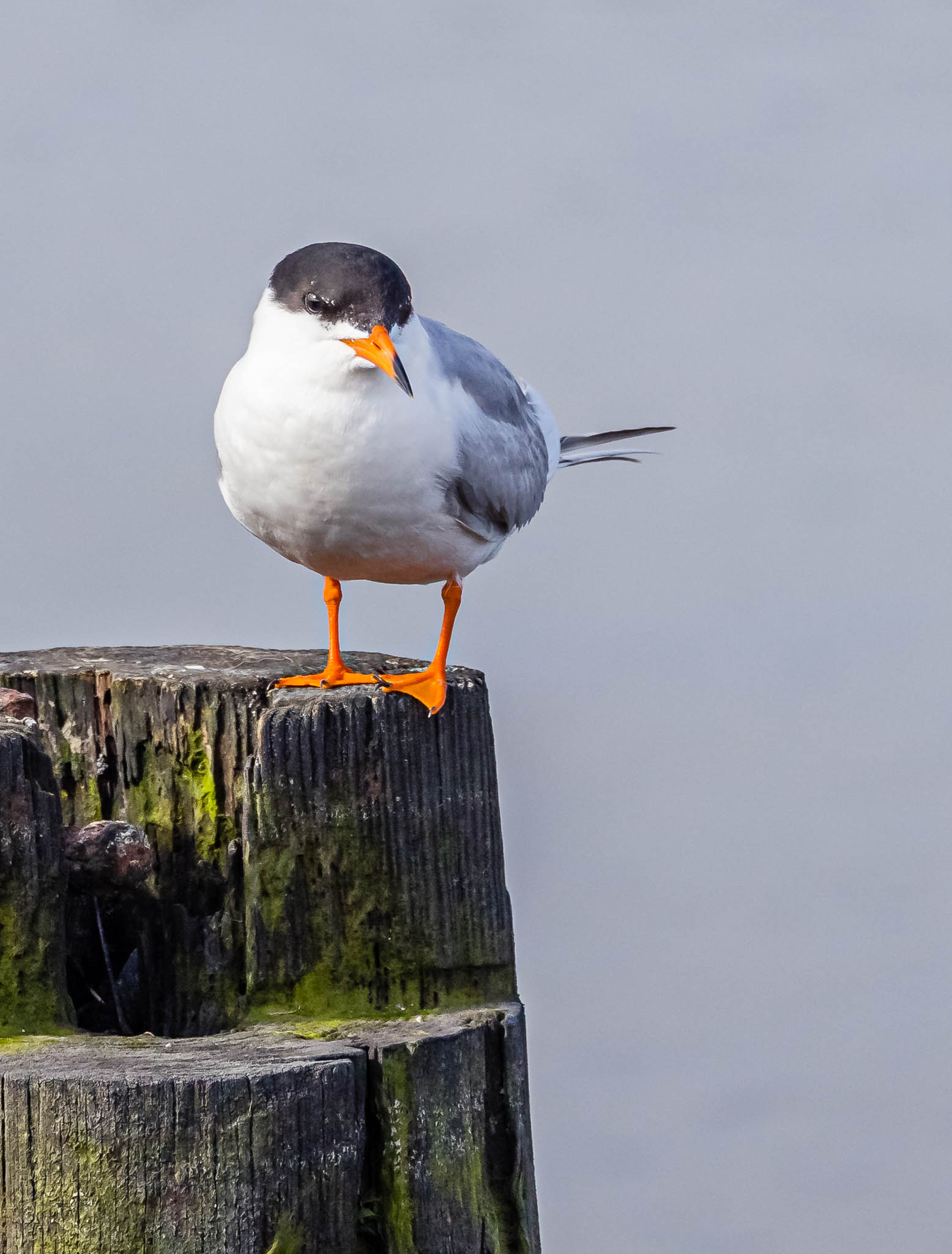 Forster's Tern