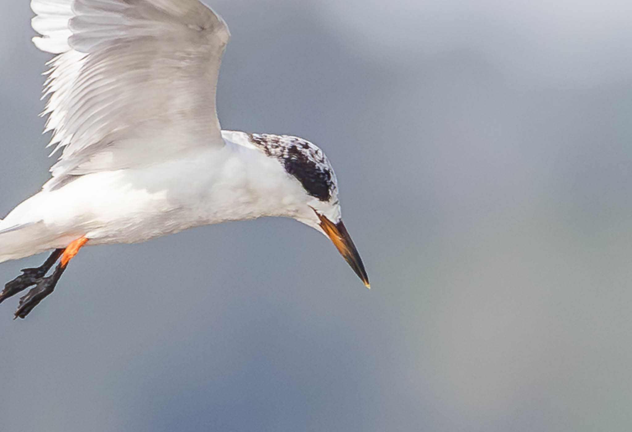 Forster's Tern