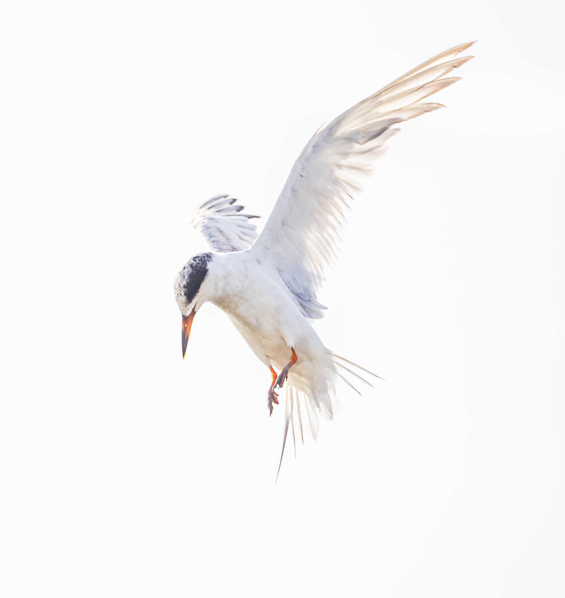 Forster's Tern