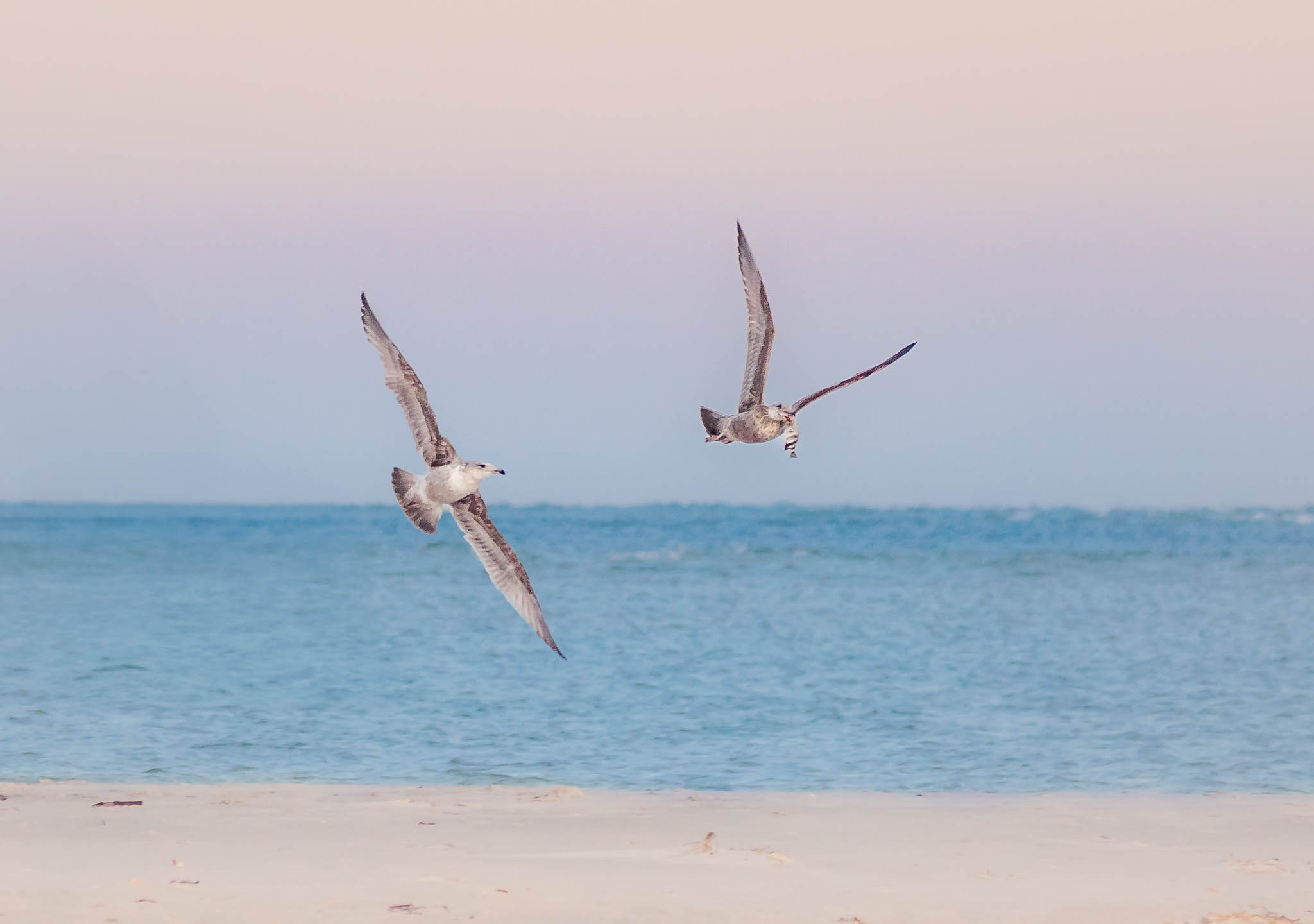 American Herring Gulls
