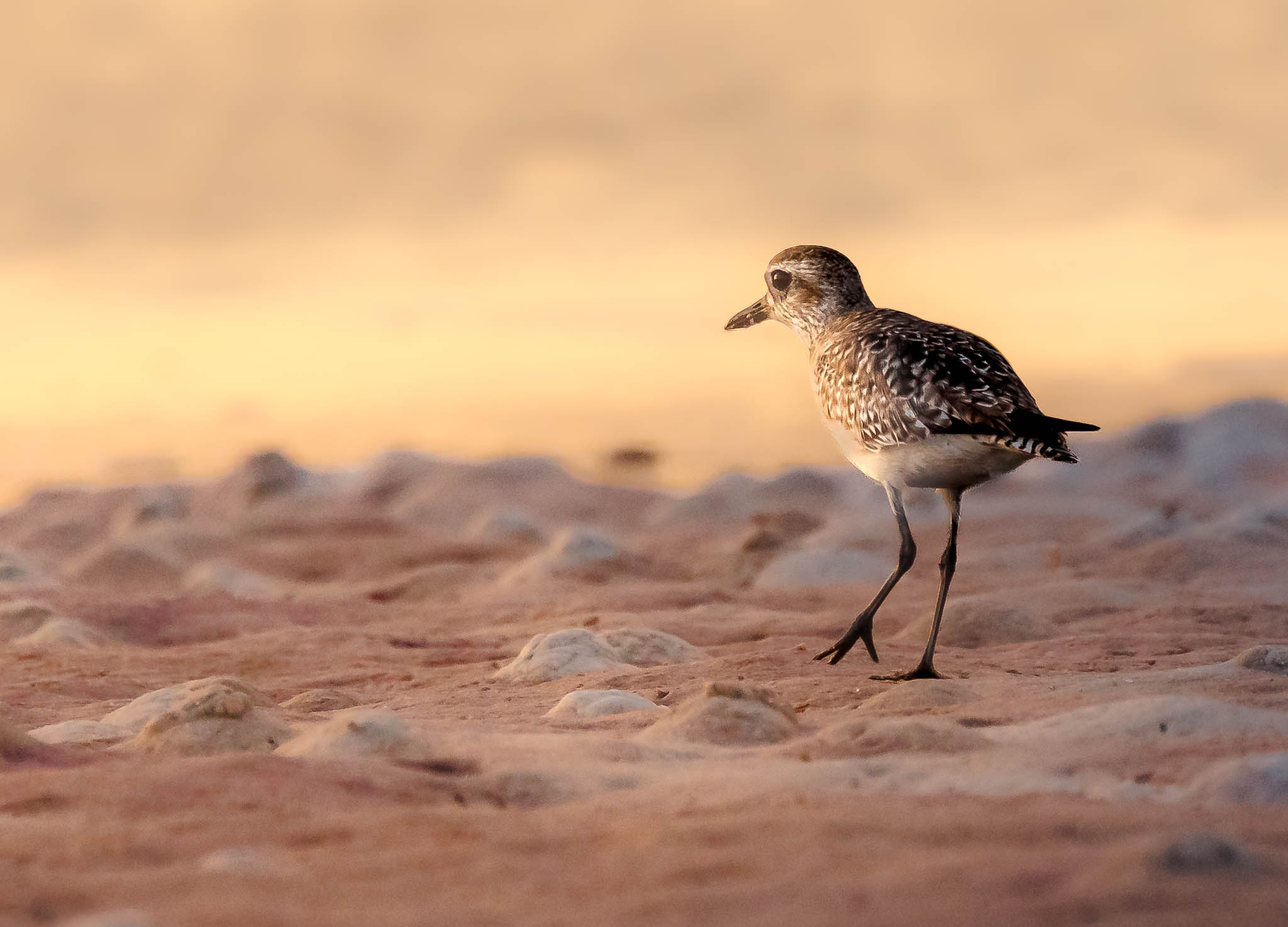 Black-bellied Plover