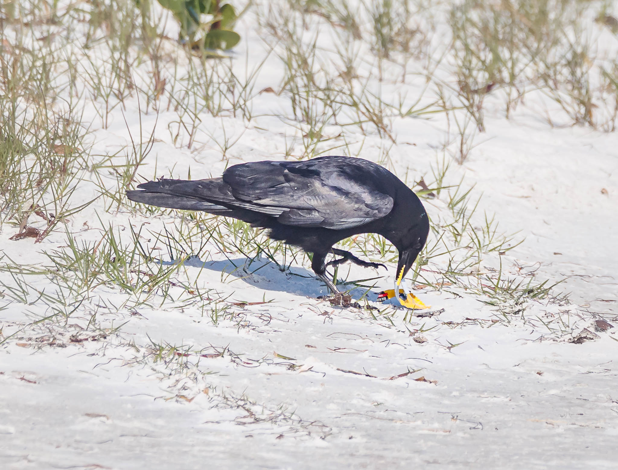 Boat-tailed Grackle