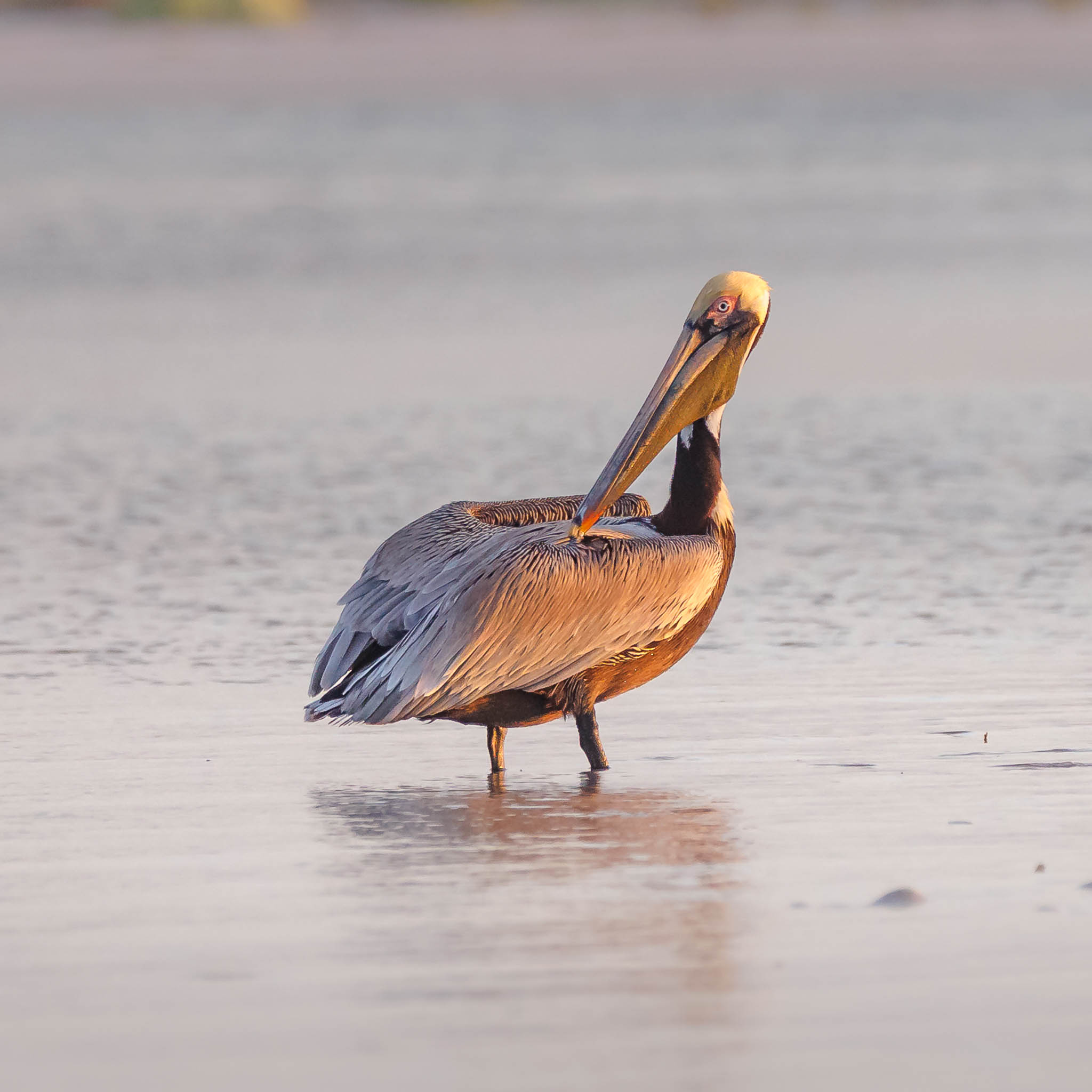 Brown Pelican