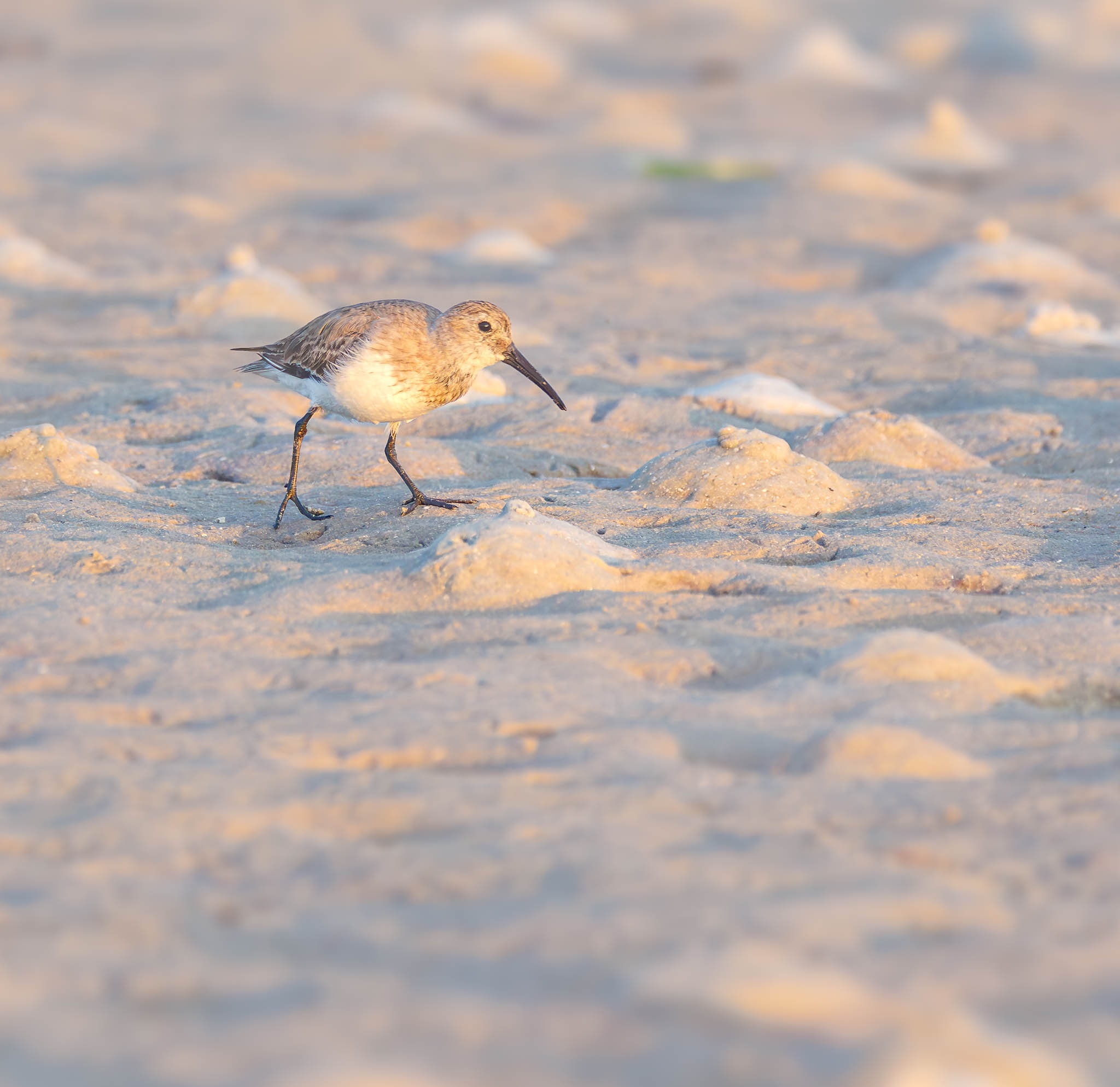 Dunlin