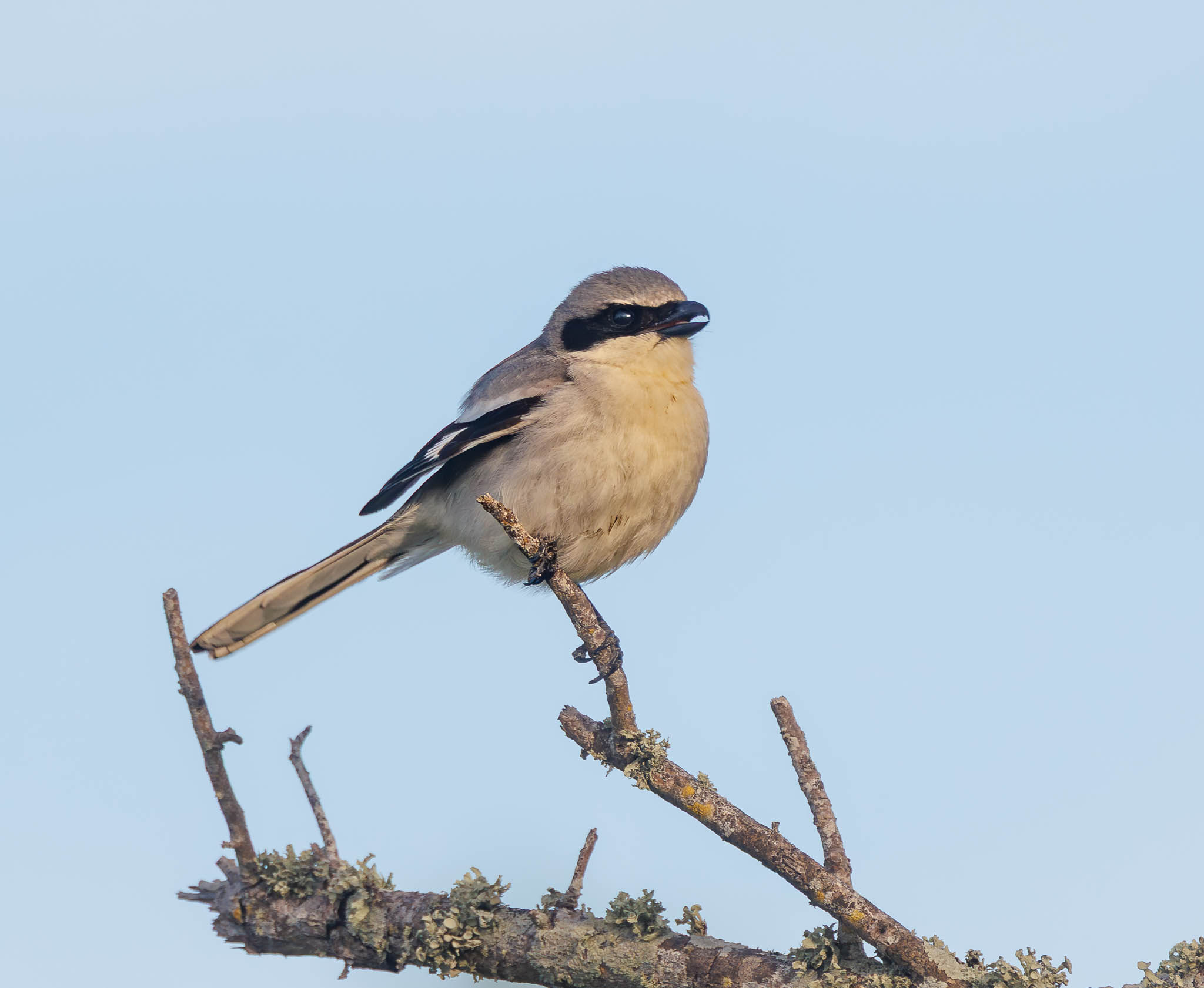 Loggerhead Shrike
