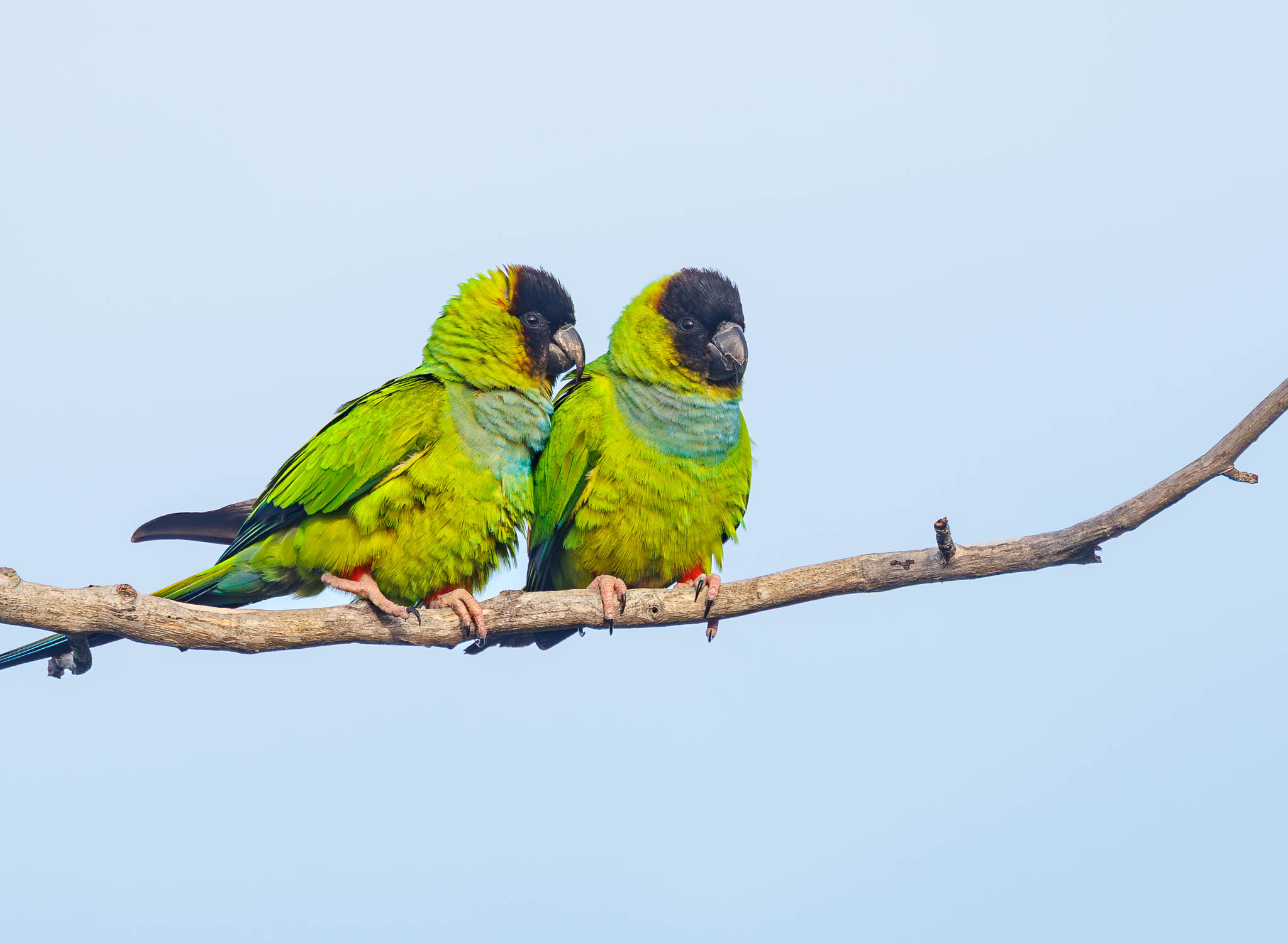 Nanday Parakeet