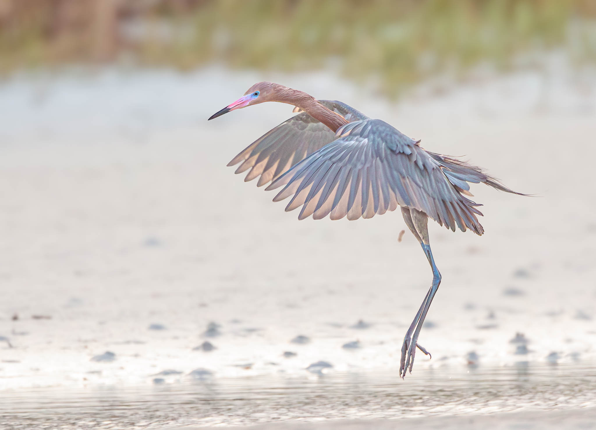 Reddish Egret