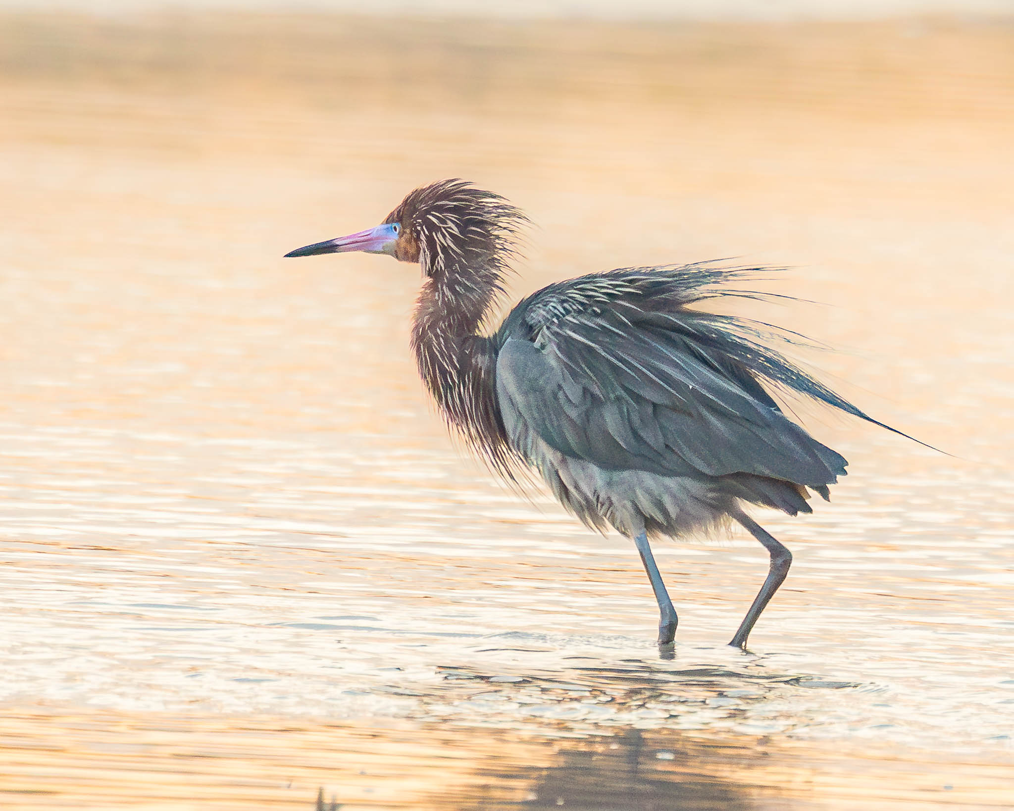 Reddish Egret