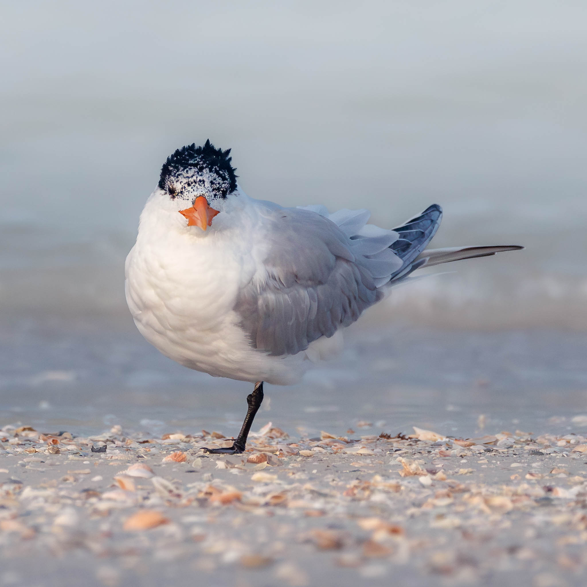 Royal Tern