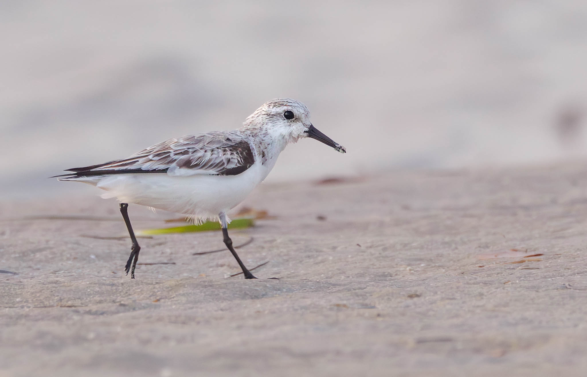 Sanderling