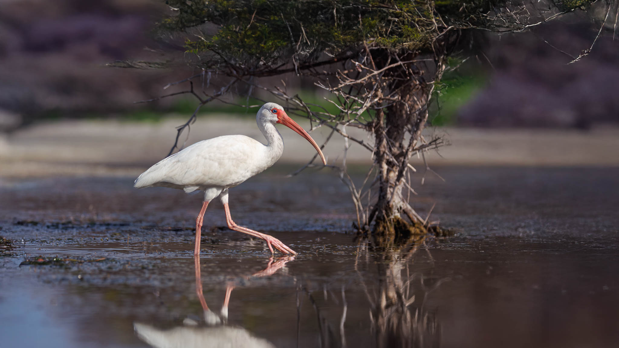 White Ibis