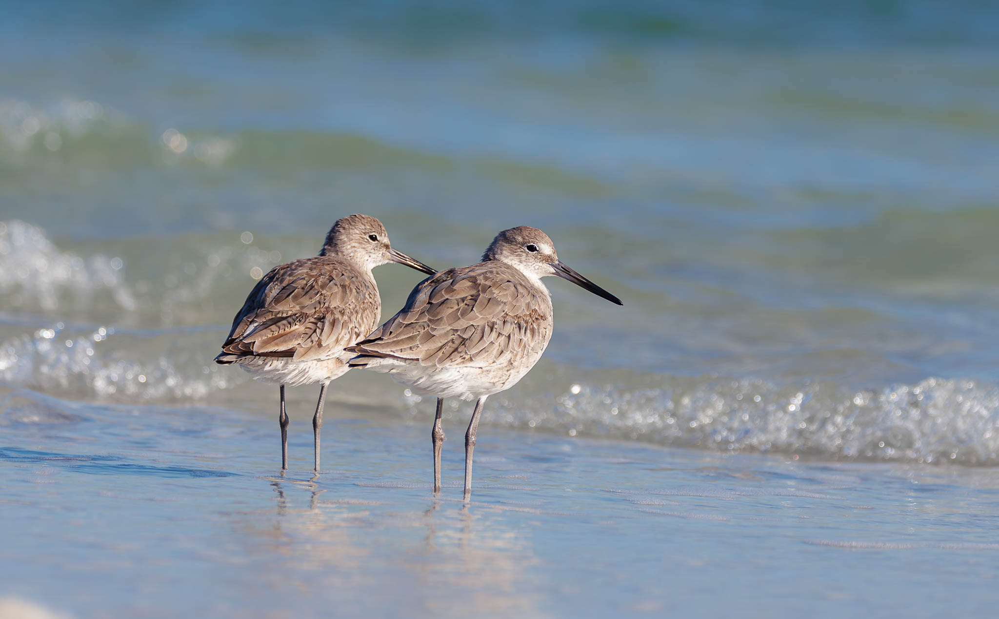 Willet
