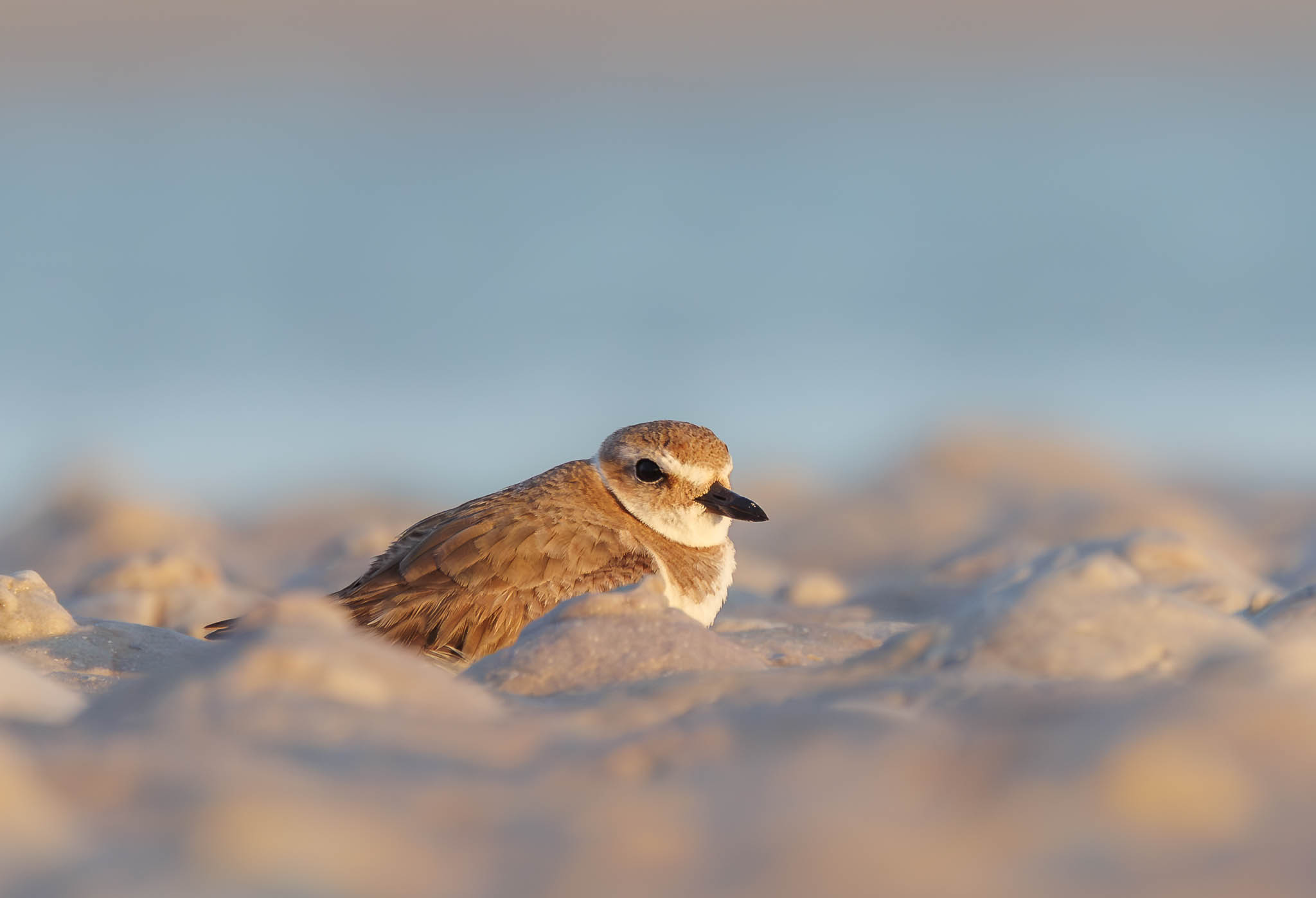 Wilson's Plover