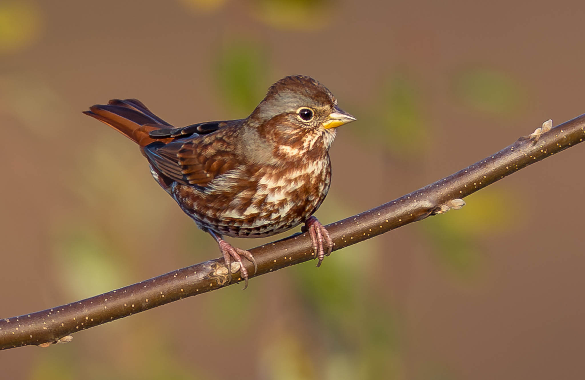 Fox Sparrow