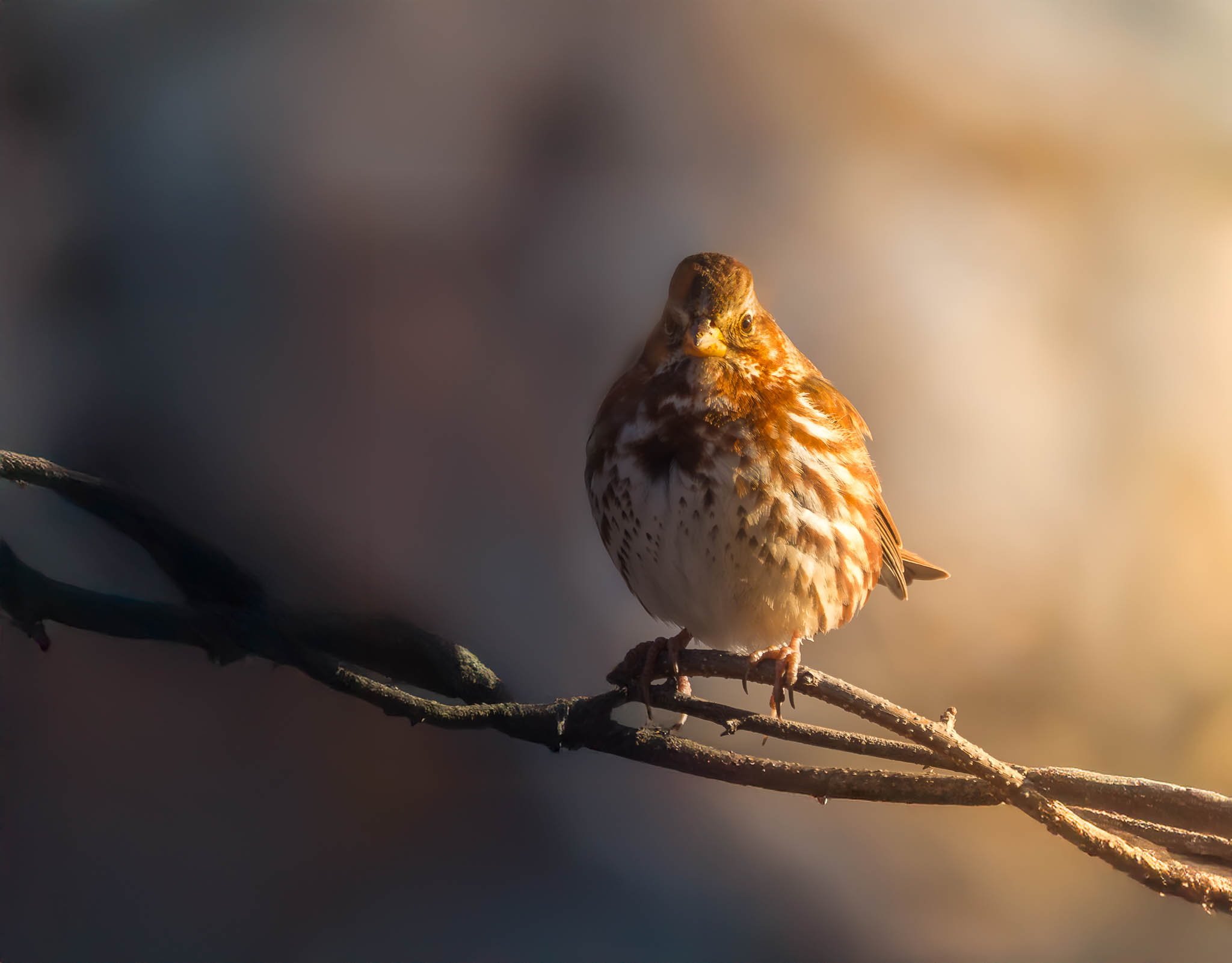 Fox Sparrow