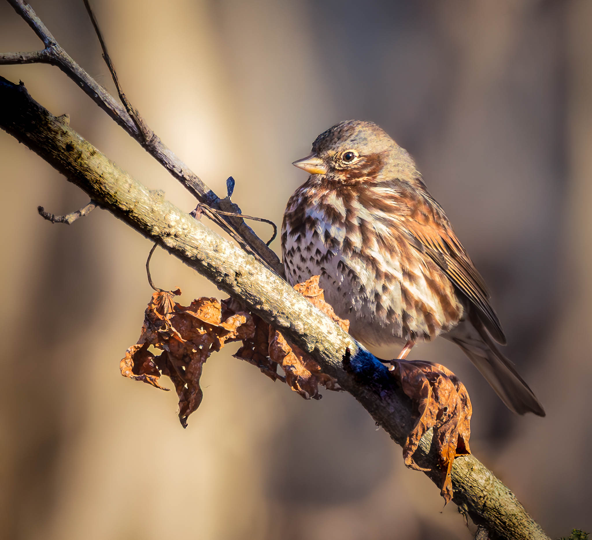 Fox Sparrow