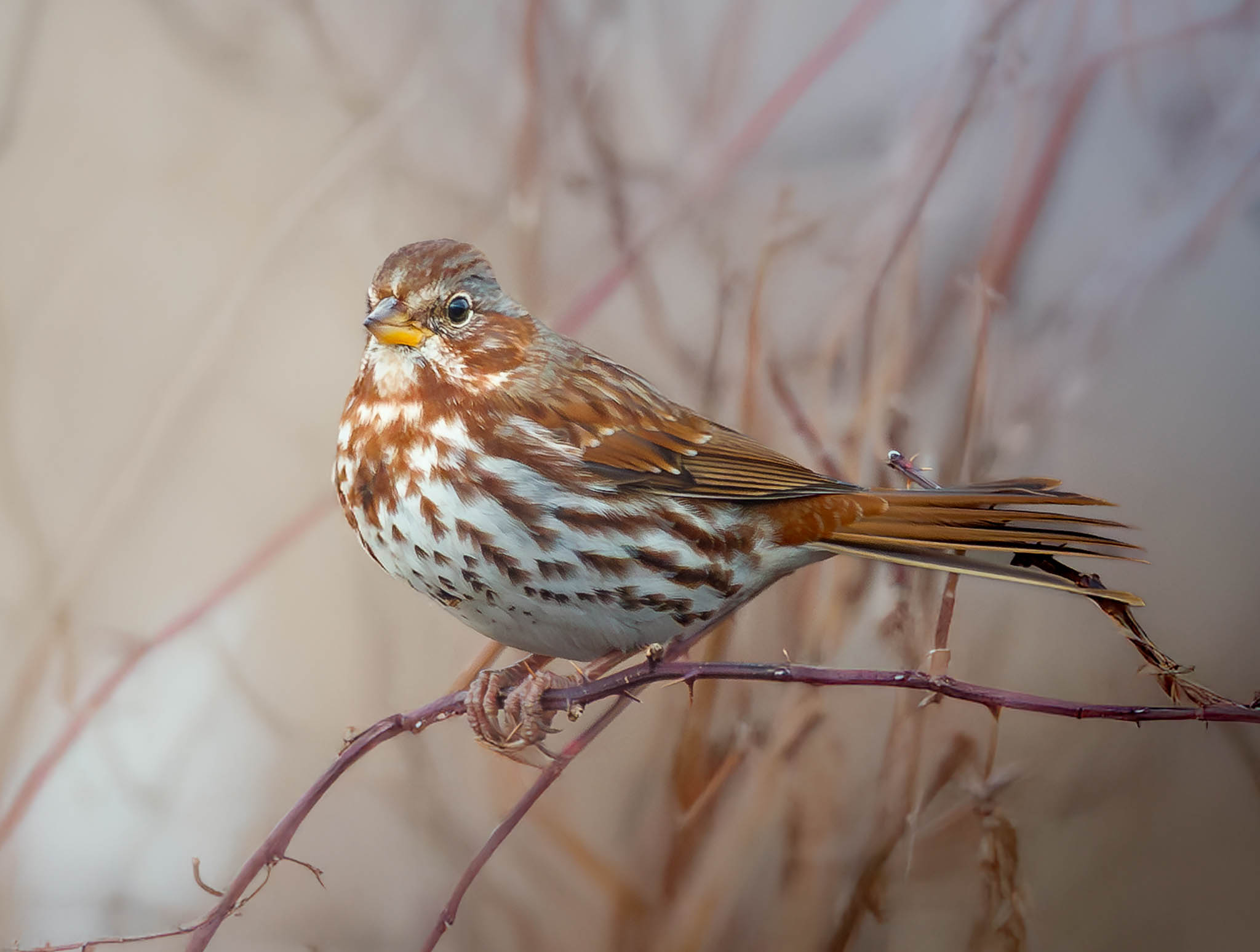 Fox Sparrow