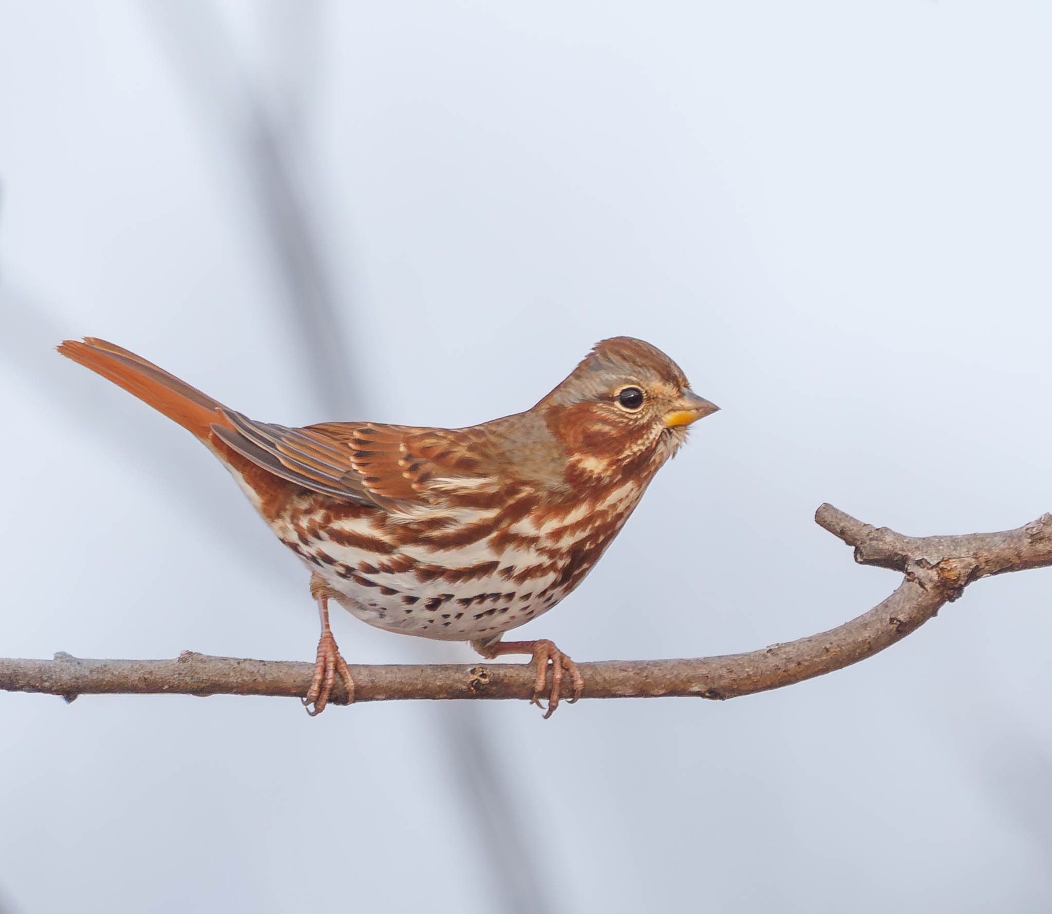 Fox Sparrow