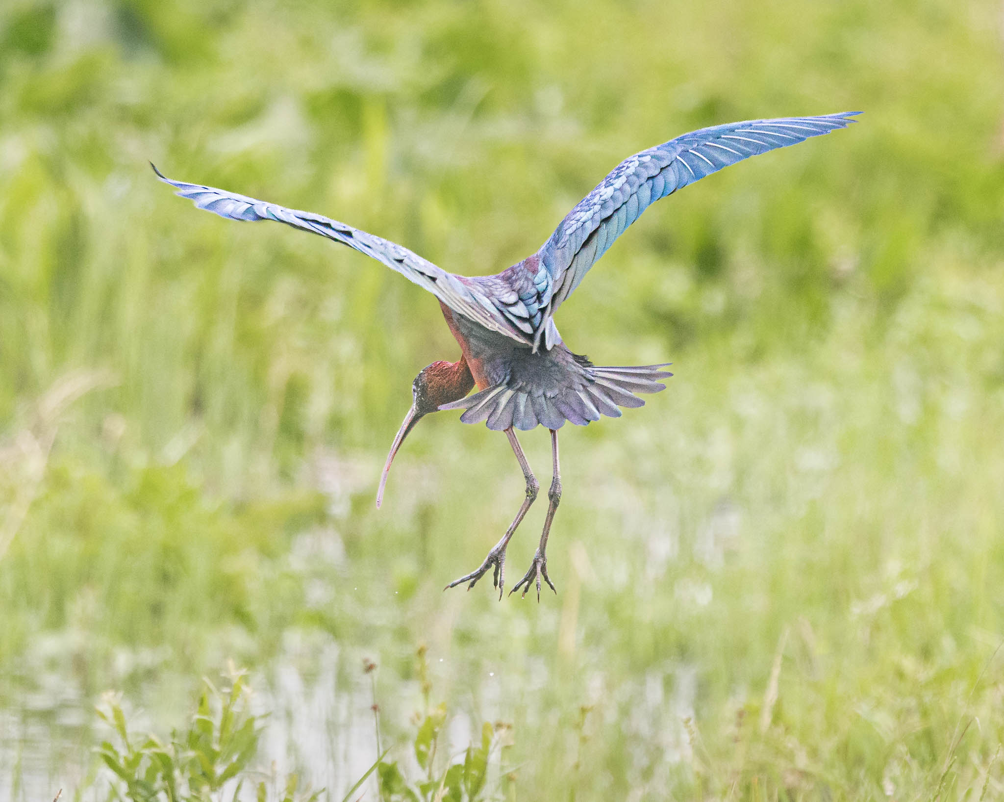 Glossy Ibis