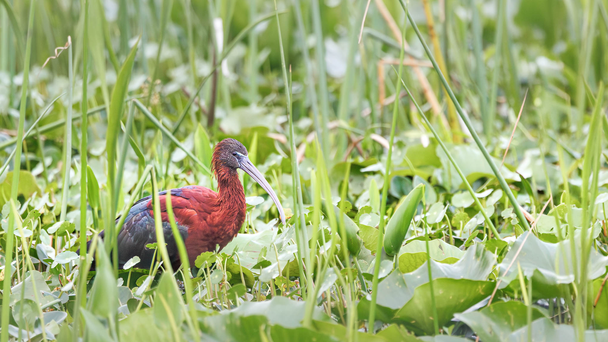 Glossy Ibis