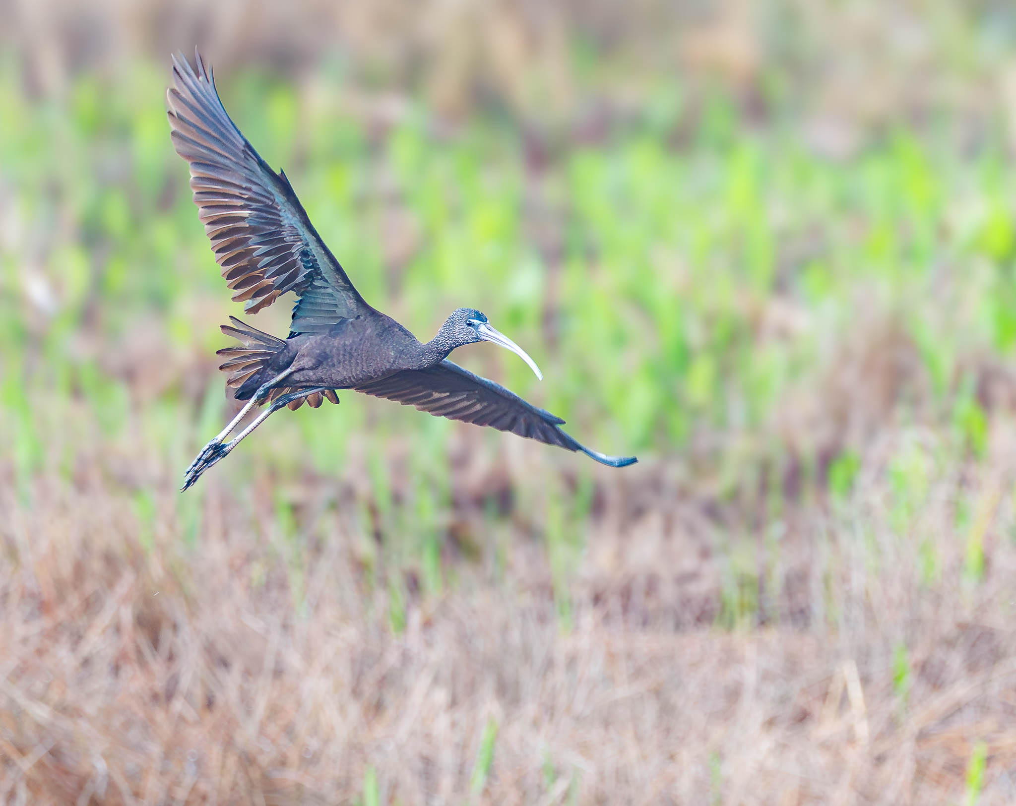 Glossy Ibis