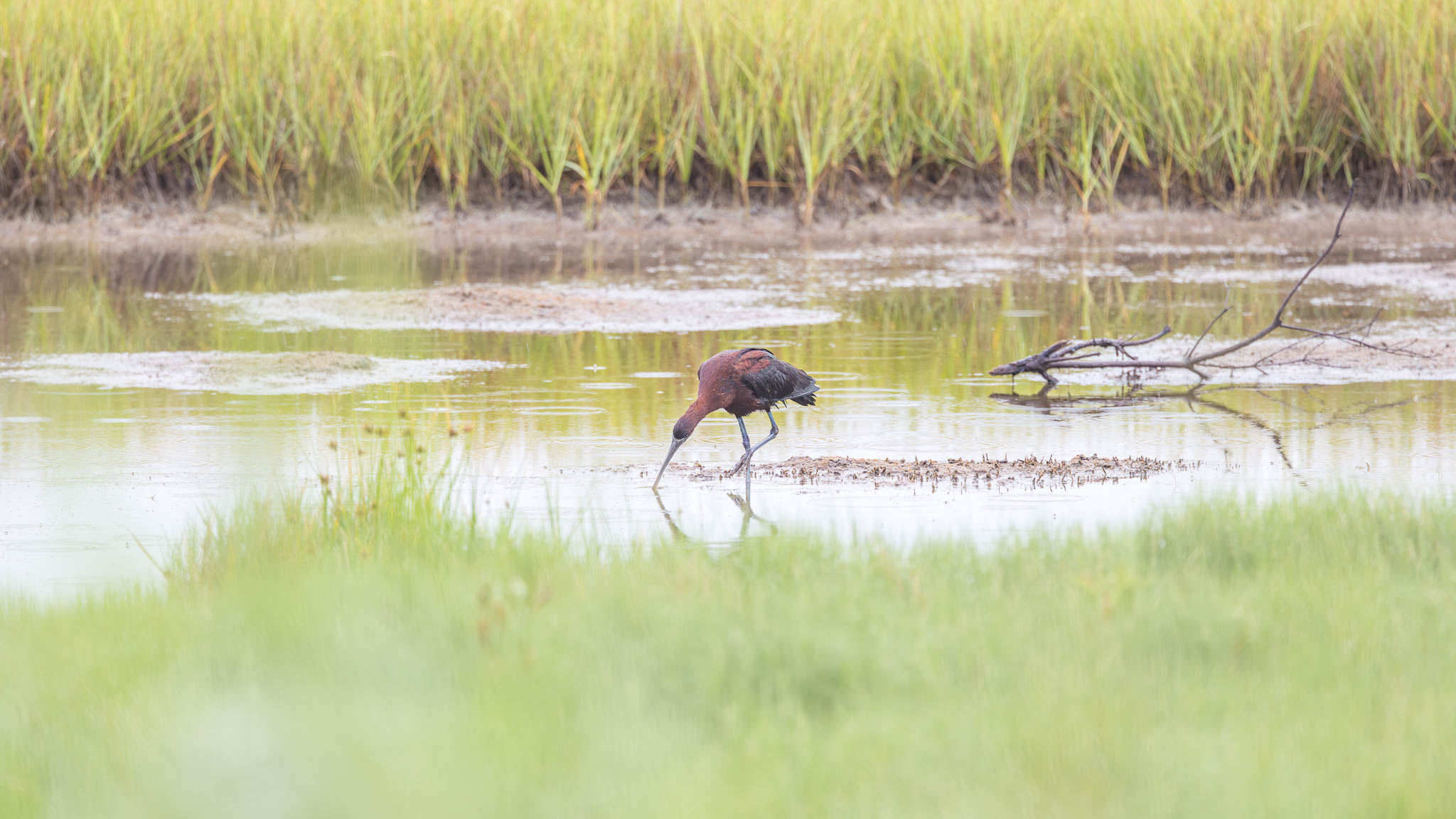 Glossy Ibis