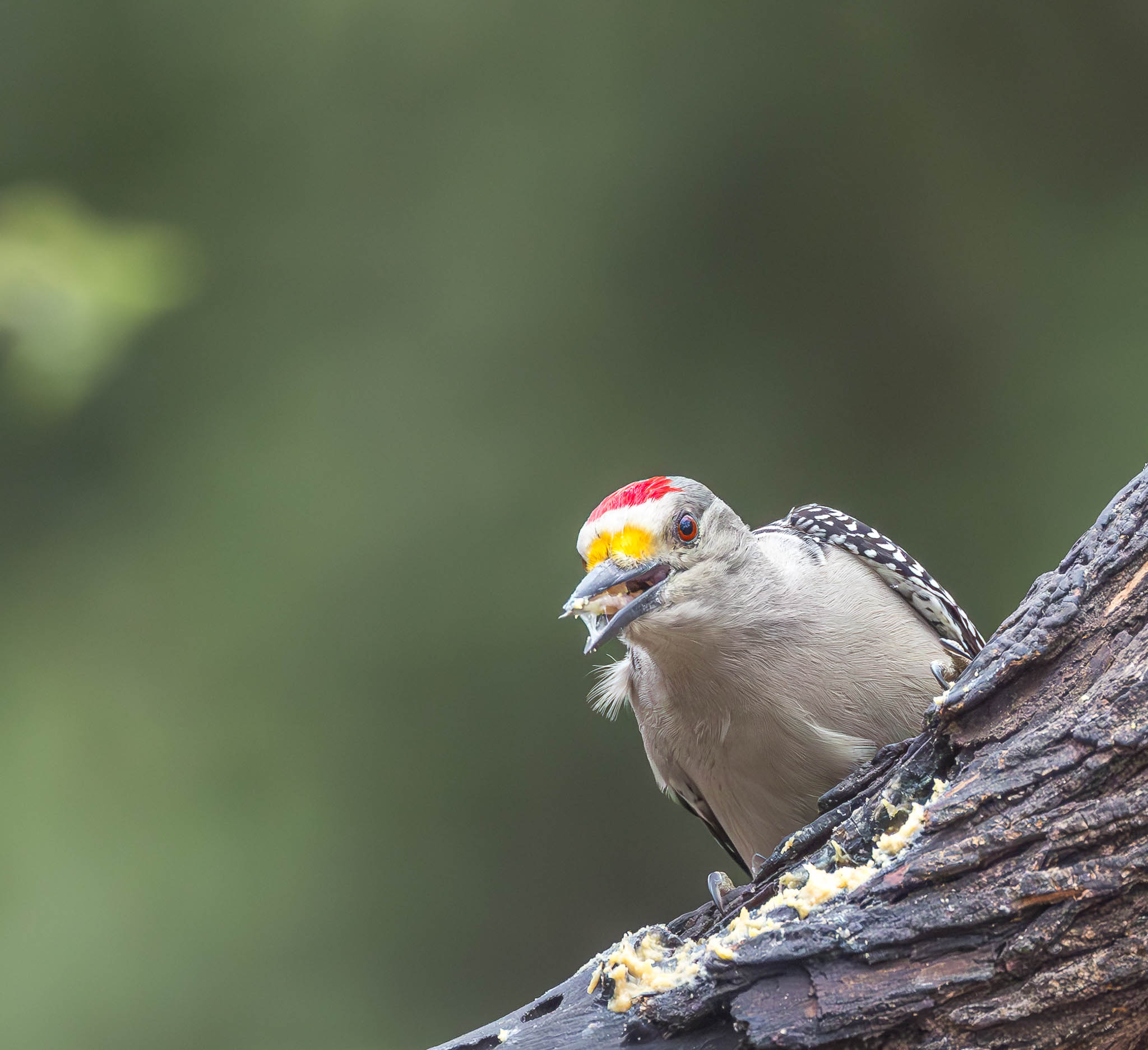 Golden-fronted Woodpecker